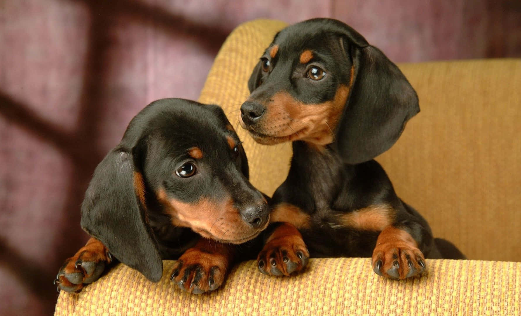 dachshund 桌布 壁紙 — 兩隻黑褐色臘腸狗幼犬在編織椅上休息，背景柔和。
