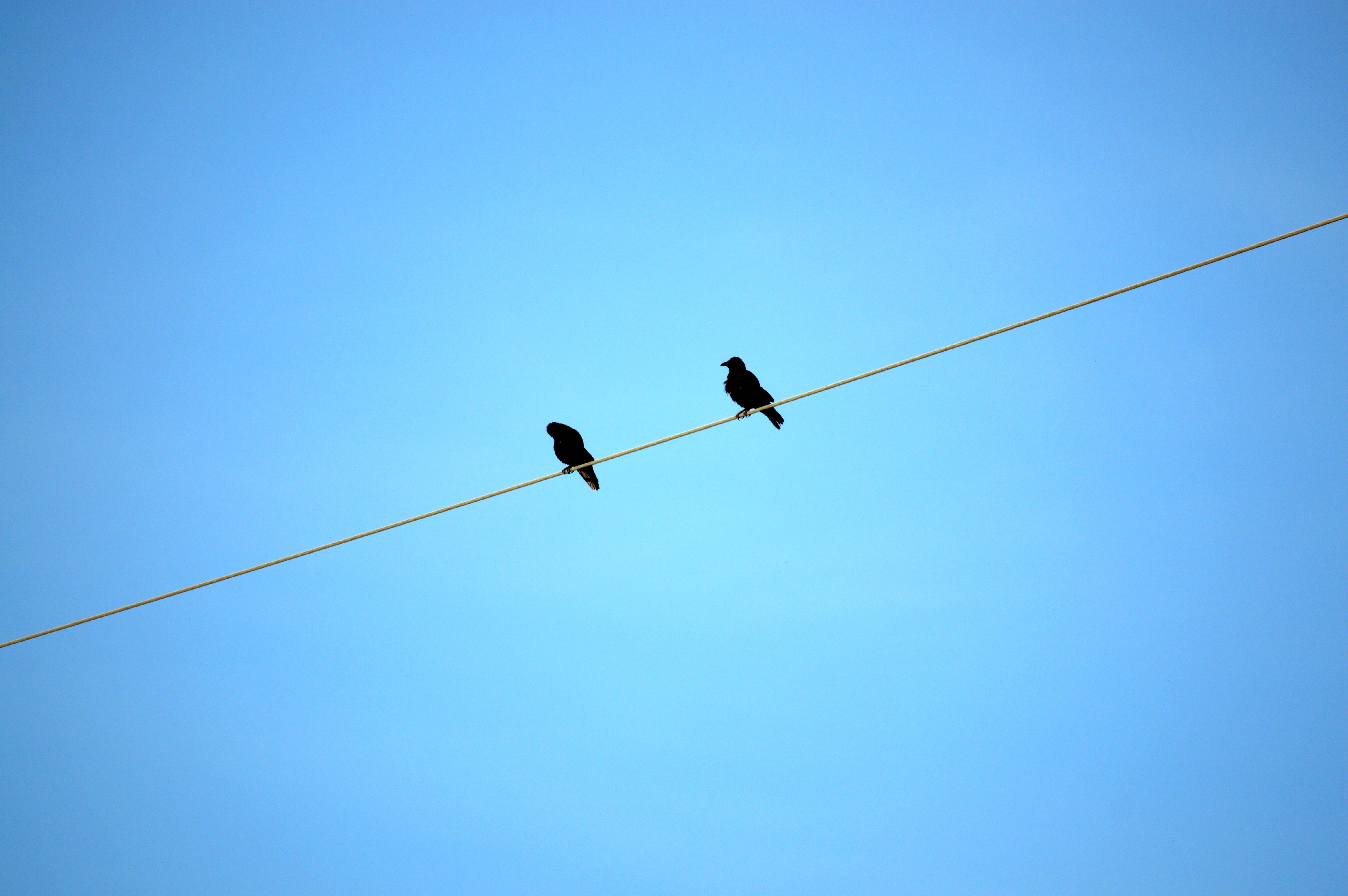 Raven 桌布 壁紙 — 兩隻黑鳥以剪影姿態棲息在一條繃緊的電線上，背景是廣闊清澈的藍天。