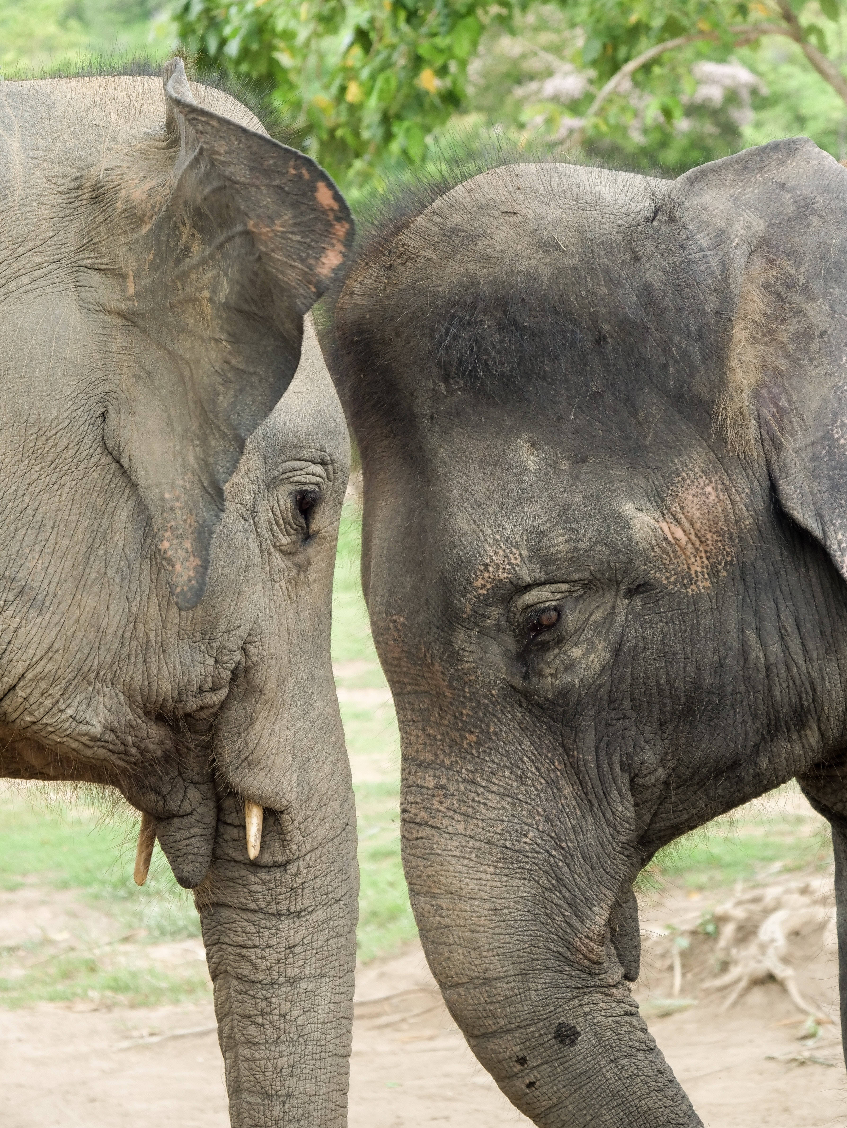 Elephant iPhone 桌布 壁紙 — 兩頭大象在一個翠綠茂密的森林空地中，用柔和自然光互相依偎。