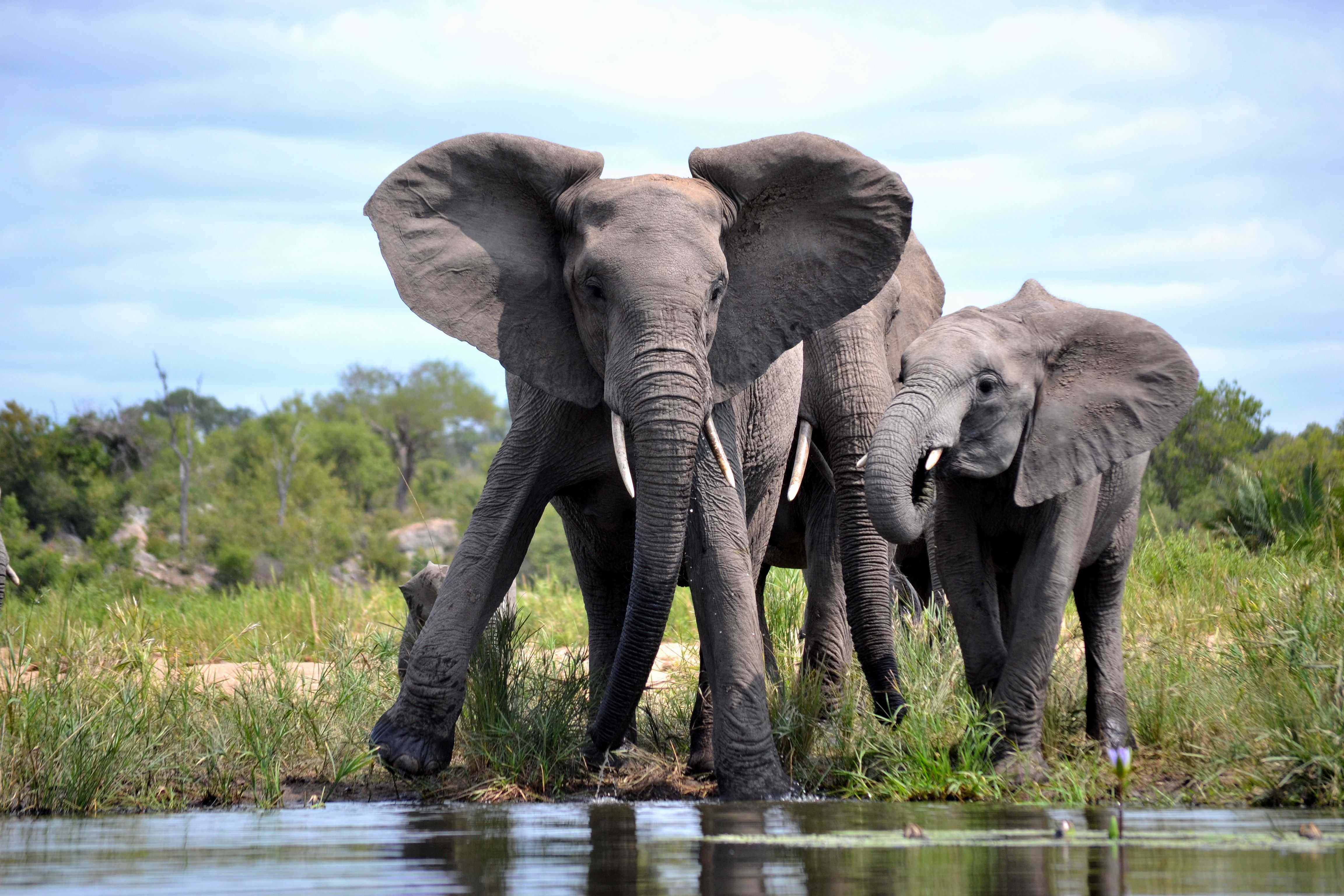 African Wildlife 桌布 壁紙 — 兩頭大象在淺水中涉水，岸邊有草地和樹木，天空多雲。