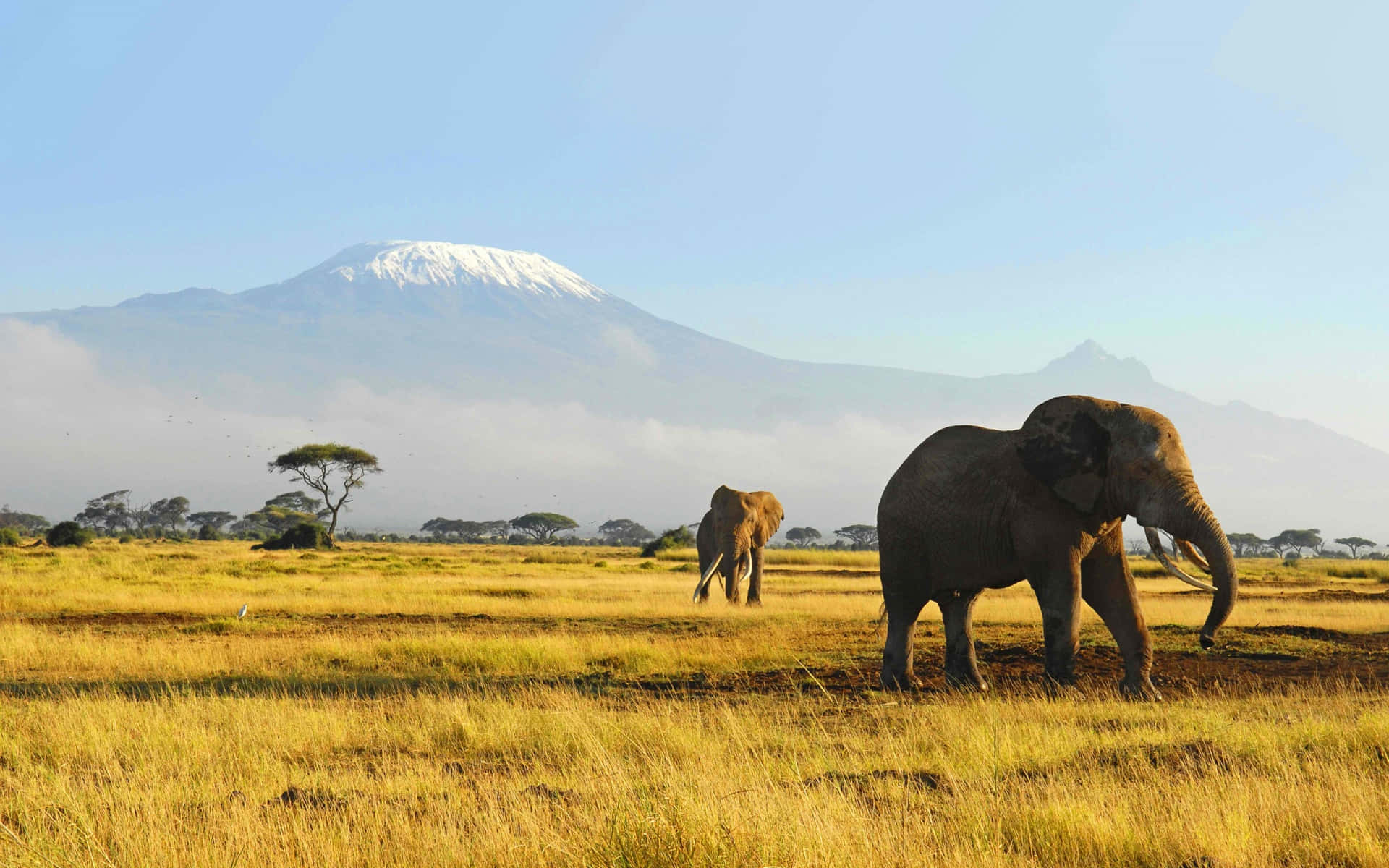 African Wildlife 桌布 壁紙 — 兩頭大象在金黃色的草原上漫步，白雪覆蓋的吉力馬札羅山在霧氣繚繞的遠方雄偉地聳立。