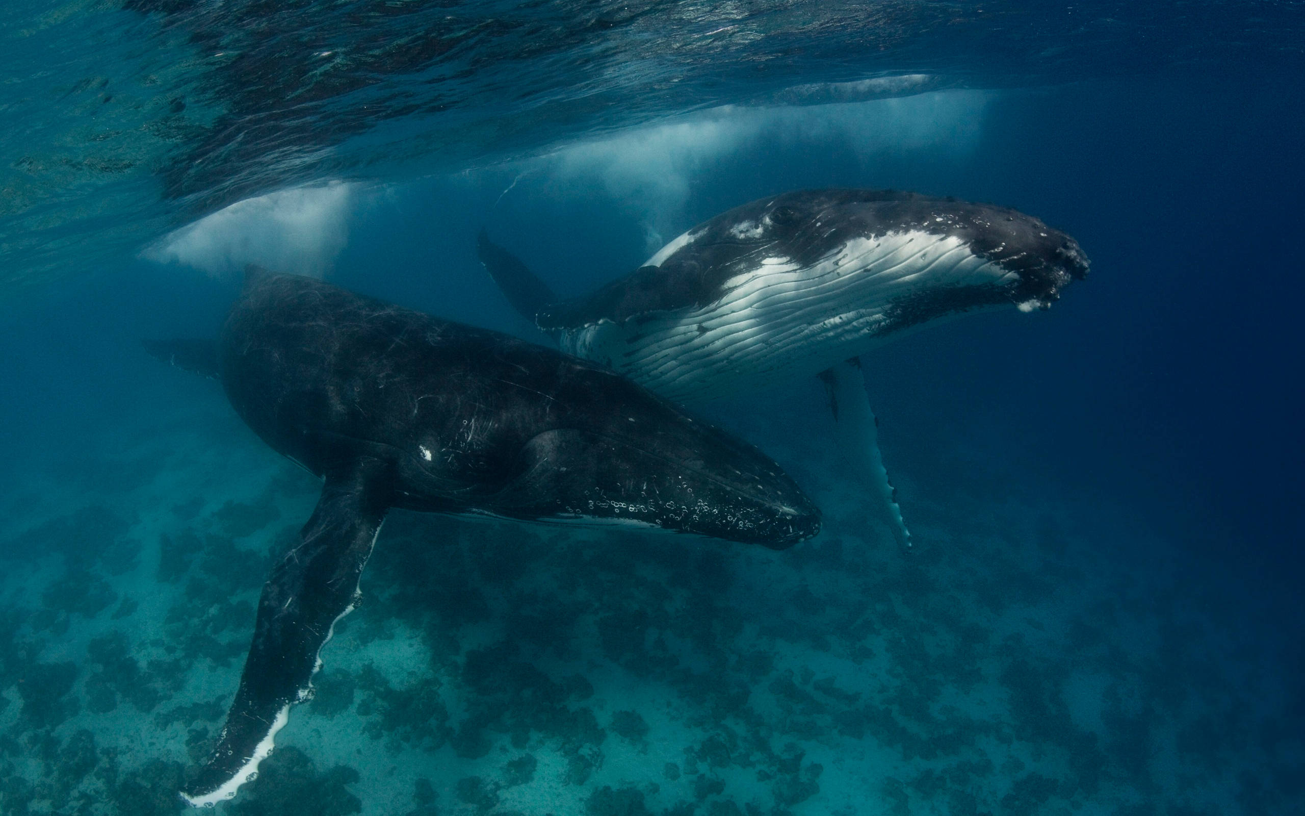 Whale 桌布 壁紙 — 兩頭座頭鯨在清澈的碧綠海水中優雅地滑行，下方是佈滿珊瑚的海床。