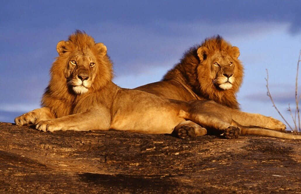 Wildlife Conservation 桌布 壁紙 — 兩頭擁有濃密鬃毛的雄獅，在廣闊藍天下威嚴地休憩於陽光照耀的岩石上。