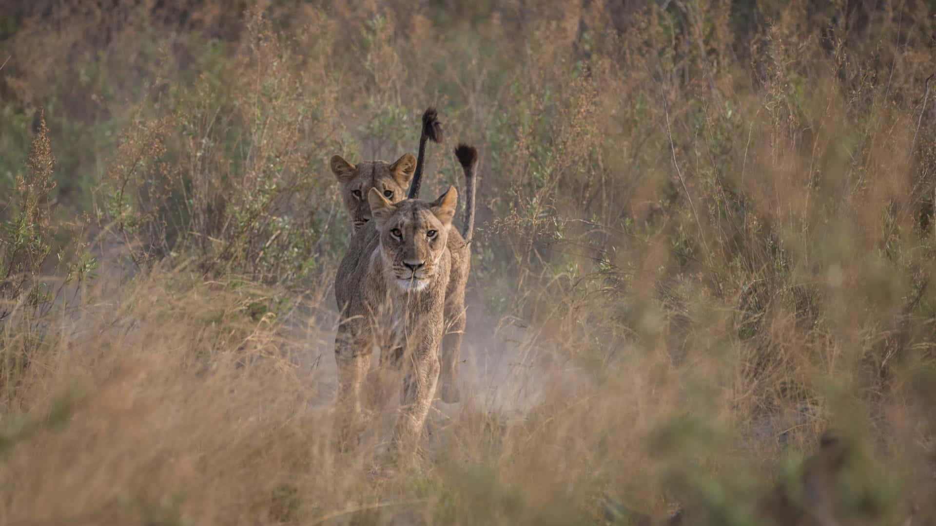 Wildlife Conservation 桌布 壁紙 — 兩頭母獅在陽光明媚的稀樹草原上穿過高高的金色草地，牠們專注的目光鎖定前方。
