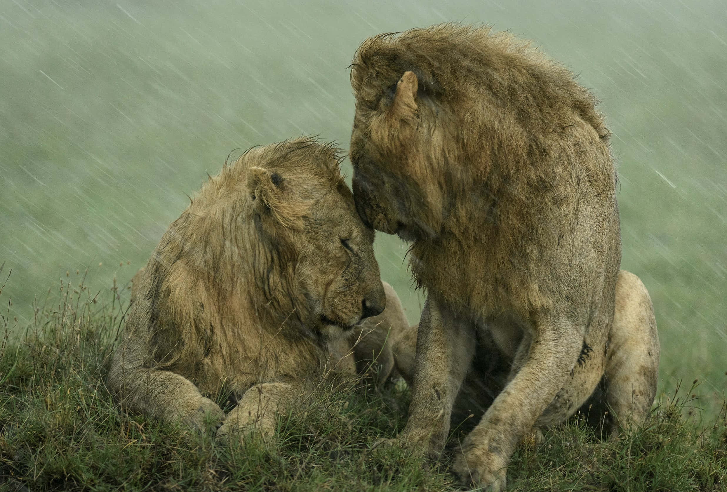 兩頭獅子坐在雨中 壁紙