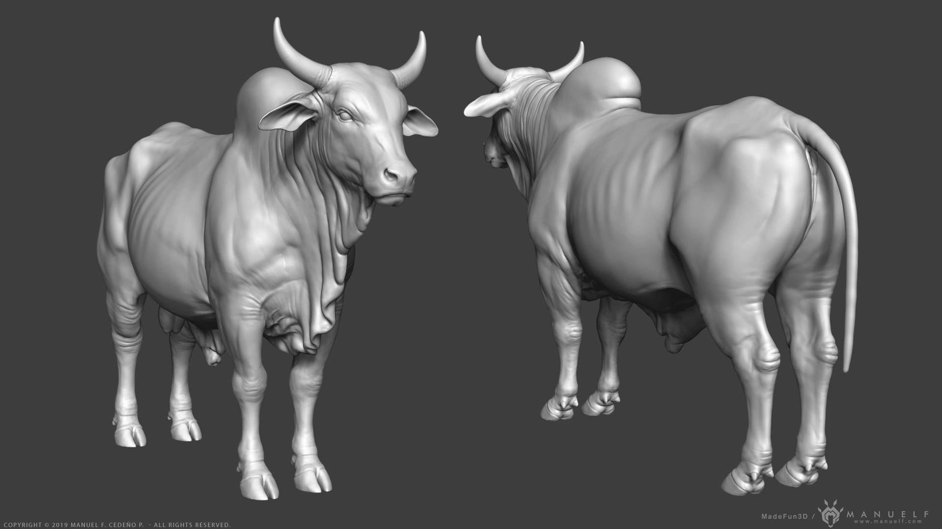 Cattle 桌布 壁紙 — 兩頭細節豐富的3D渲染公牛在灰色中性工作室環境中面對面，展示肌肉解剖和紋理皮膚。