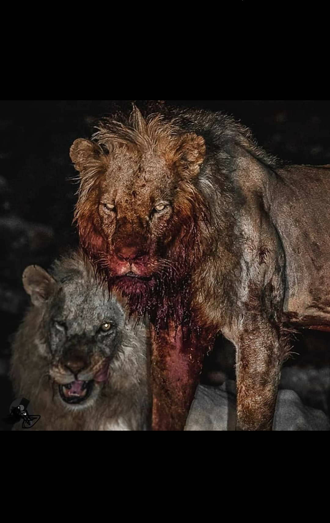 animals 桌布 壁紙 — 兩頭血淋淋的獅子站在黑暗中，一頭毛皮撕裂，鮮血從口中滴落，另一頭齜牙咧嘴地咆哮。