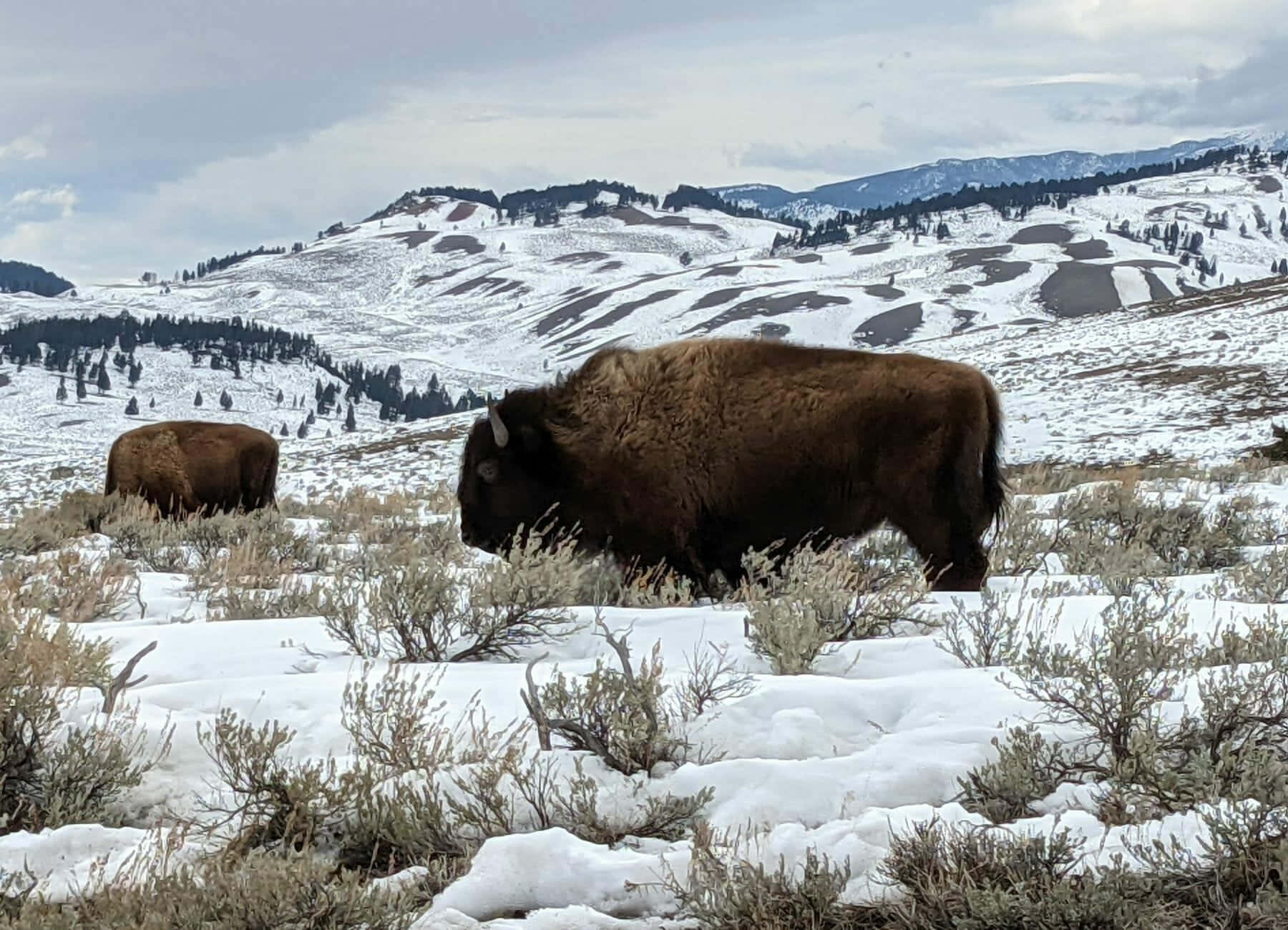 Yellowstone 桌布 壁紙 — 兩頭野牛在白雪覆蓋的冬季田野中吃草，背景是積雪的山脈和稀疏的灌木叢，天空多雲。