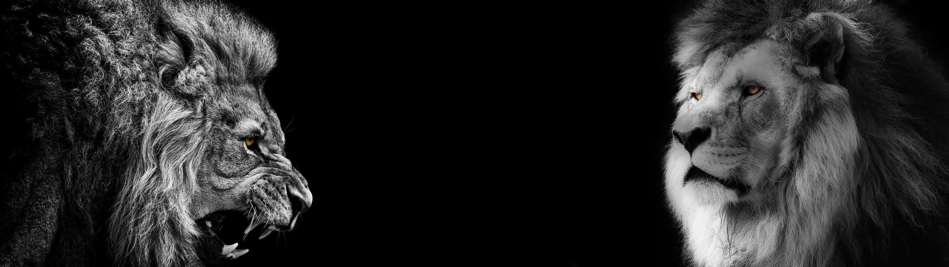 Black Lion 桌布 壁紙 — 兩頭雄偉的獅子在戲劇性的黑白肖像中，以簡潔的深色背景相對而立。