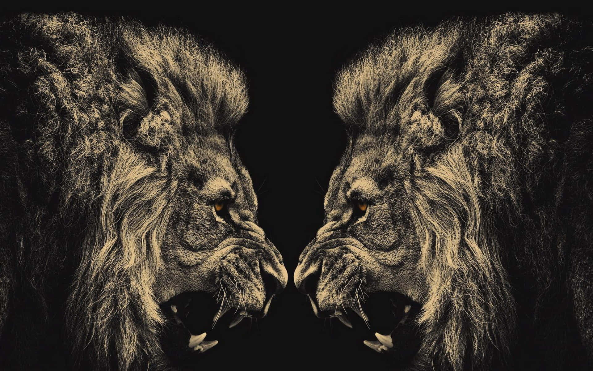 Roaring Lion 桌布 壁紙 — 兩頭雄偉的獅子在黑色背景前以戲劇性的對稱姿勢面對面。