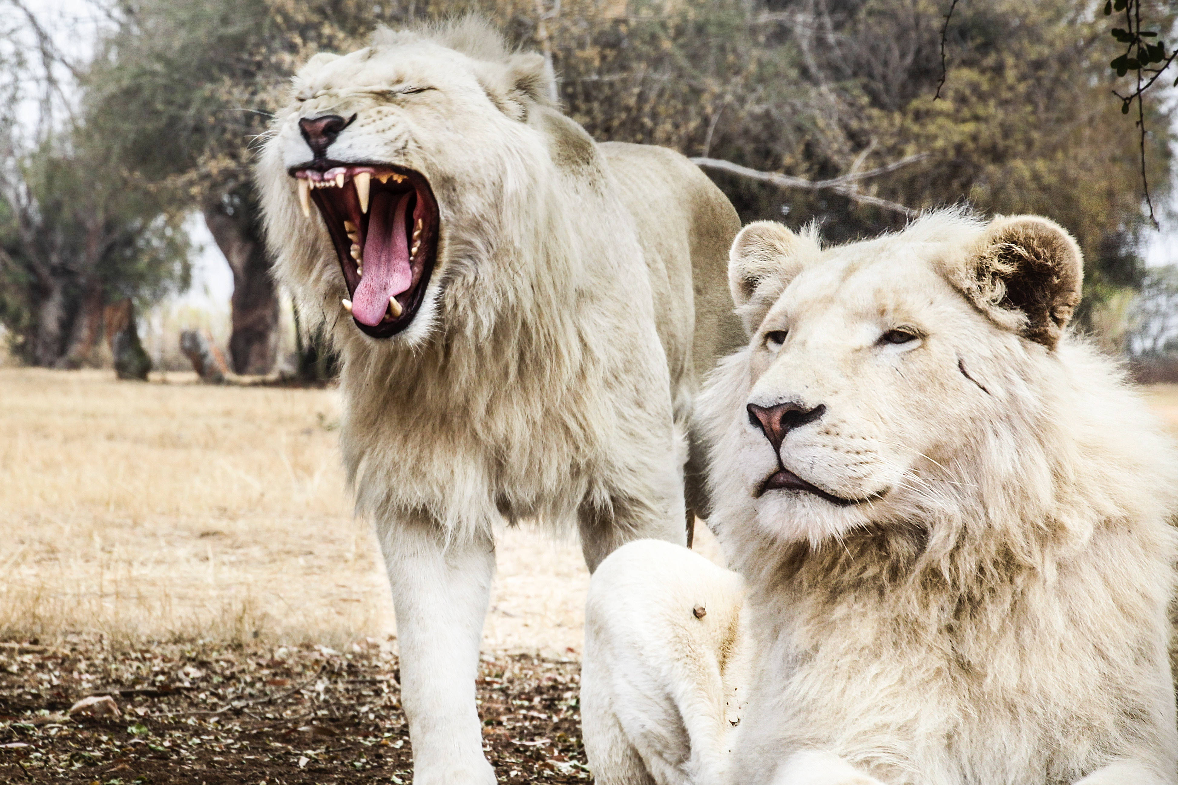 White Lion 桌布 壁紙 — 兩頭雄偉的白獅，一頭猛烈咆哮，另一頭在乾燥的稀樹草原景觀中平靜休息。