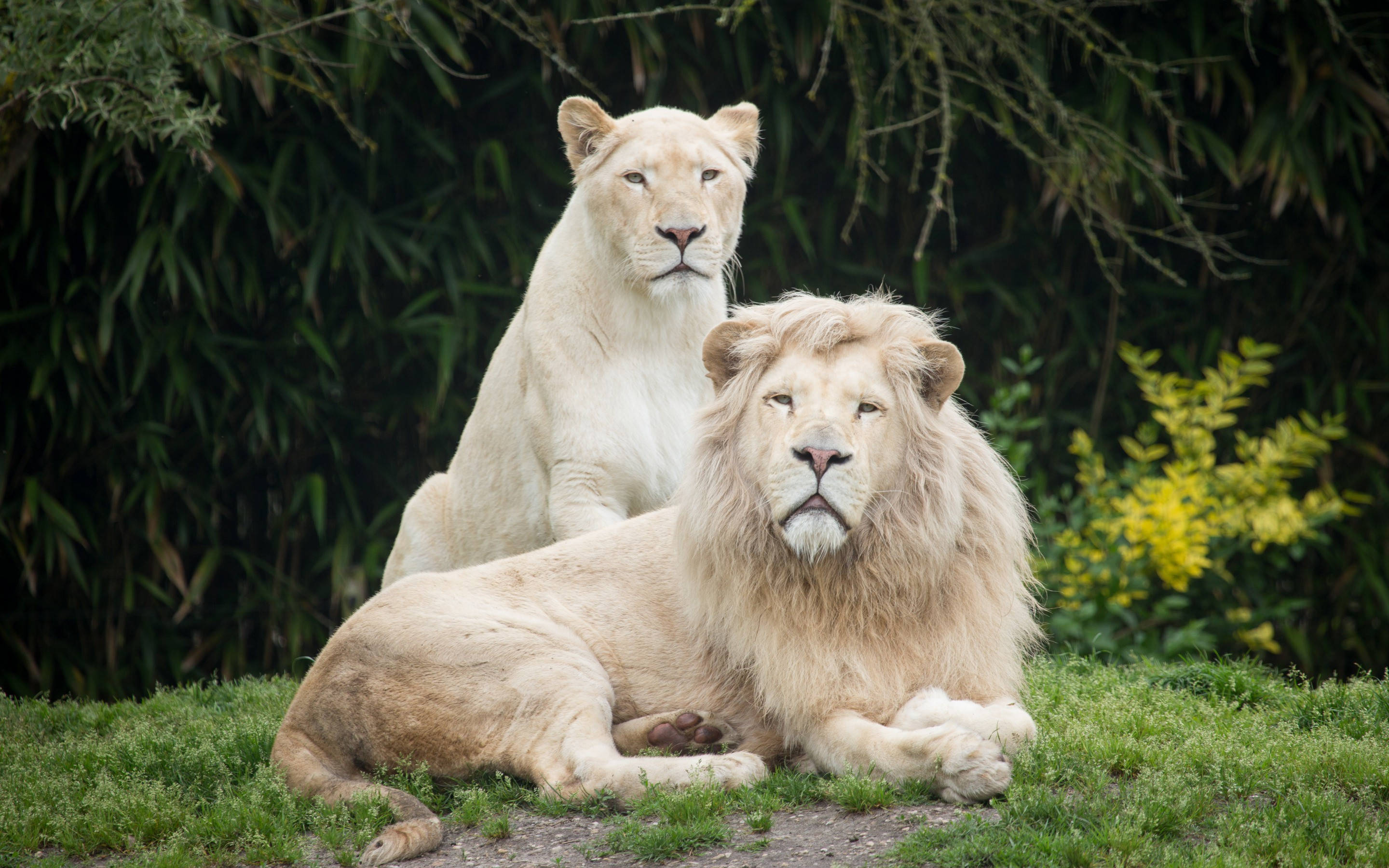 White Lion 桌布 壁紙 — 兩頭雄偉的白獅在草地上平靜地休息，身後是茂密的綠色樹葉。