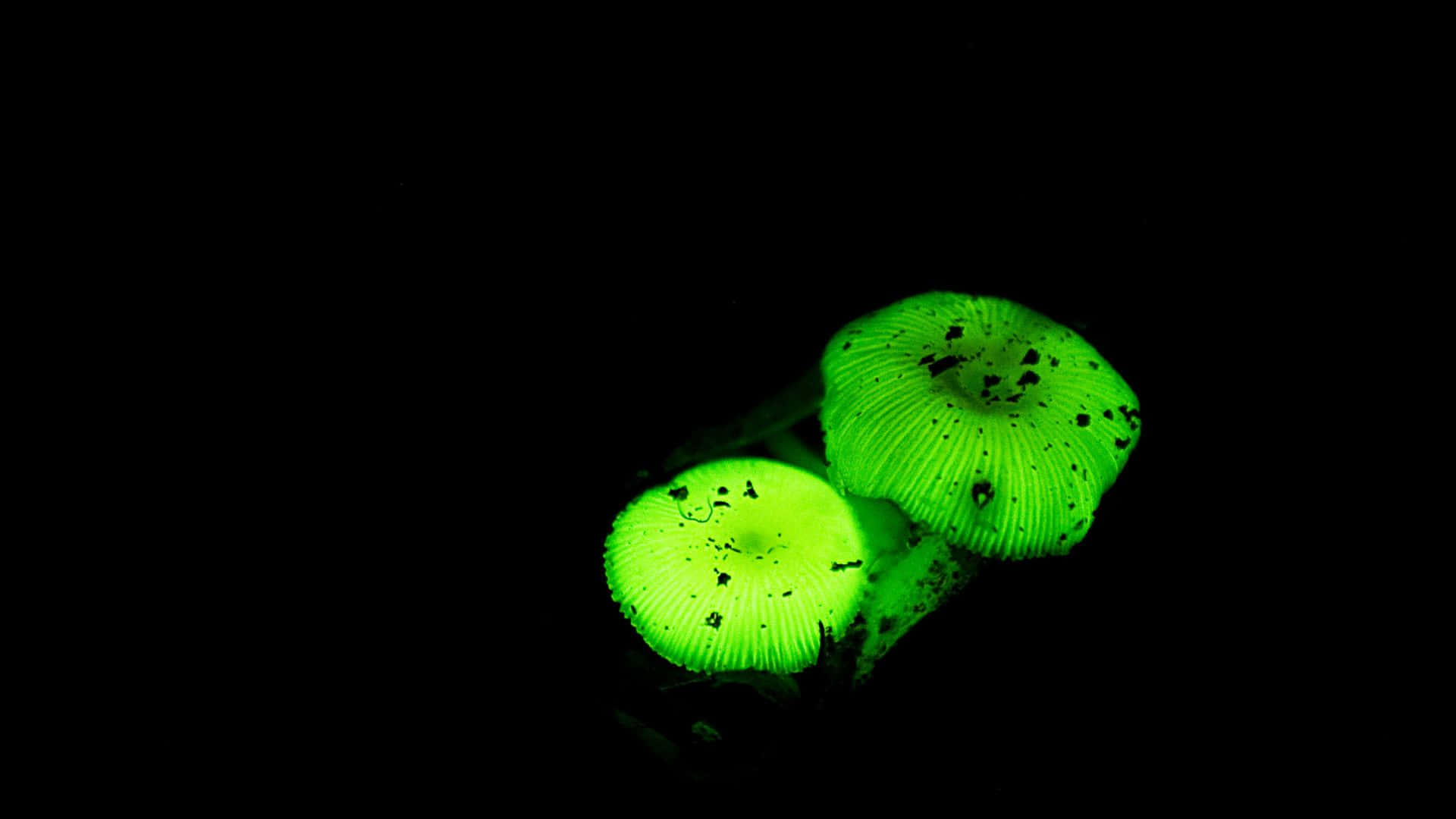 Glow In The Dark 桌布 壁紙 — 兩顆帶有深色斑點的發光綠色蘑菇，在漆黑的背景下散發光芒。