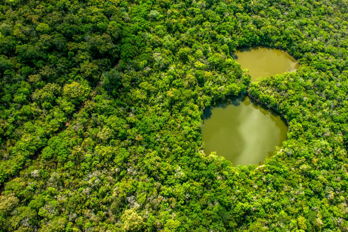 Forest Conservation 桌布 壁紙 — 兩顆心形池塘的鳥瞰圖， nestled 在茂密的翡翠色森林樹冠中。