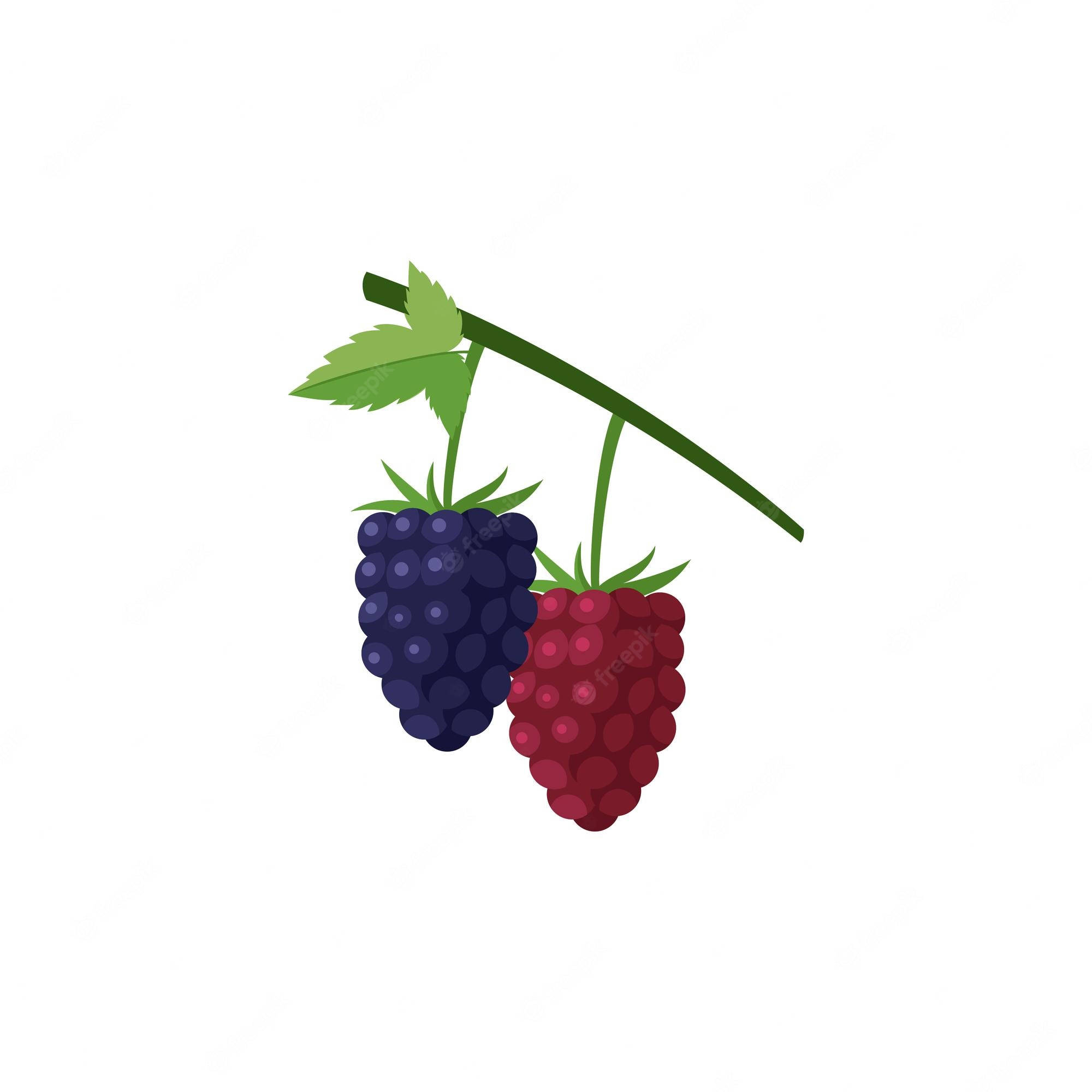 Berry 桌布 壁紙 — 兩顆成熟的漿果，一顆深紫色，一顆紅色，掛在帶葉的綠色莖上，背景為白色。