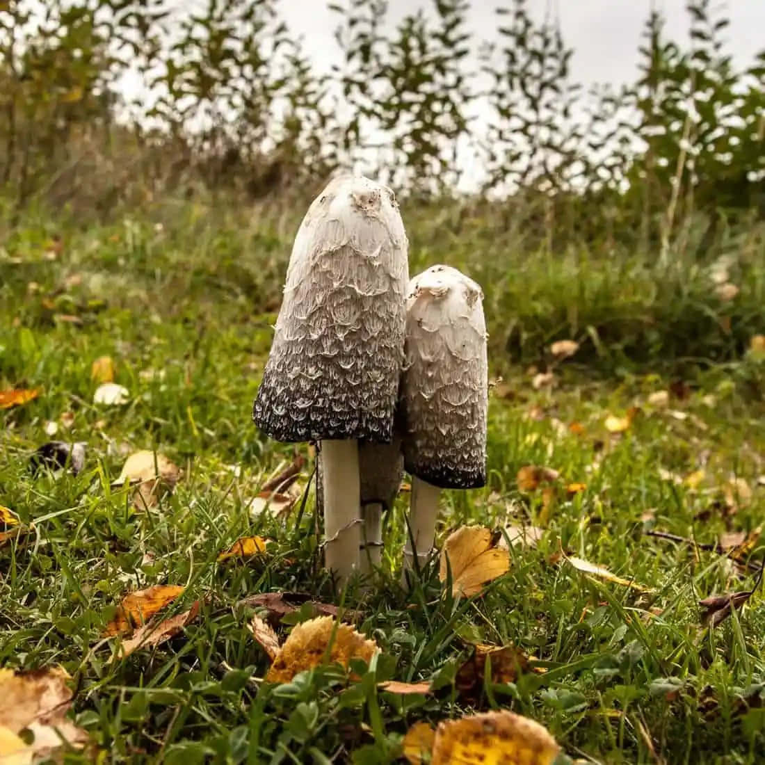 Magic Mushroom 桌布 壁紙 — 兩顆有紋理的毛茸茸墨汁傘菇緊密地站在一個散落著秋天落葉的草地上。