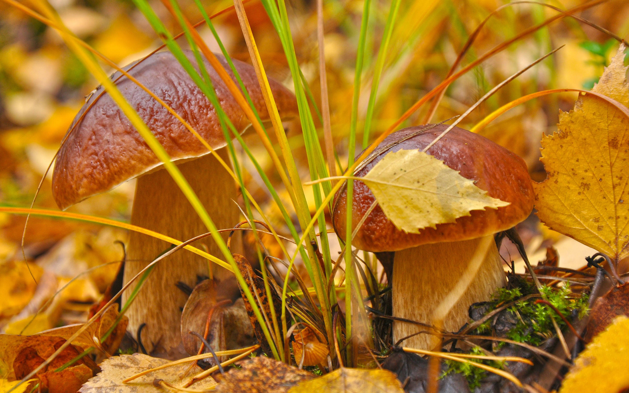 Cute Mushroom 桌布 壁紙 — 兩顆樸實的棕色蘑菇從金色秋葉和草叢中探出頭來，森林地面的特寫。
