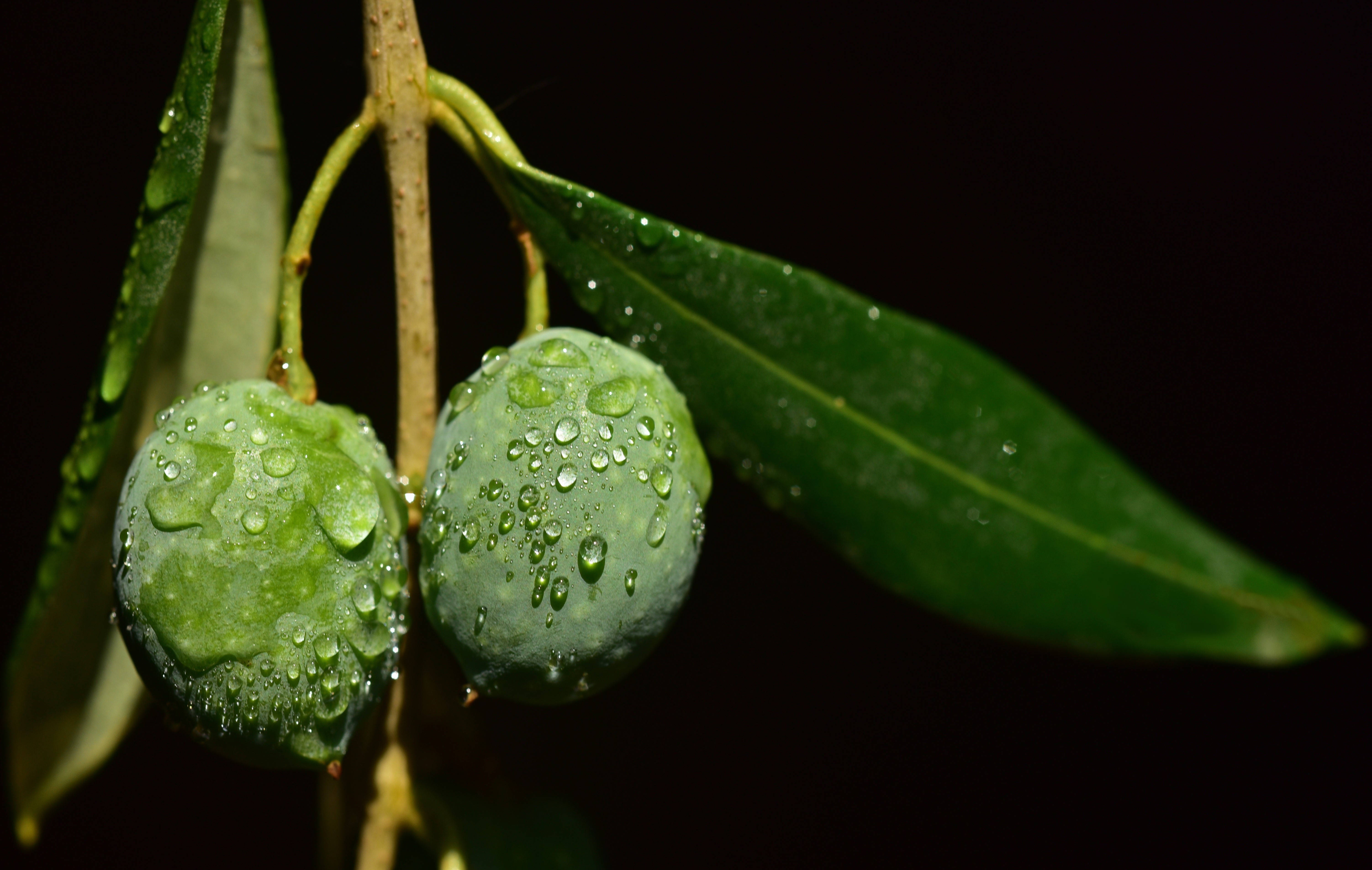 Fruit 桌布 壁紙 — 兩顆沾滿露水的綠色橄欖掛在帶有光澤葉子的樹枝上，背景為深色。