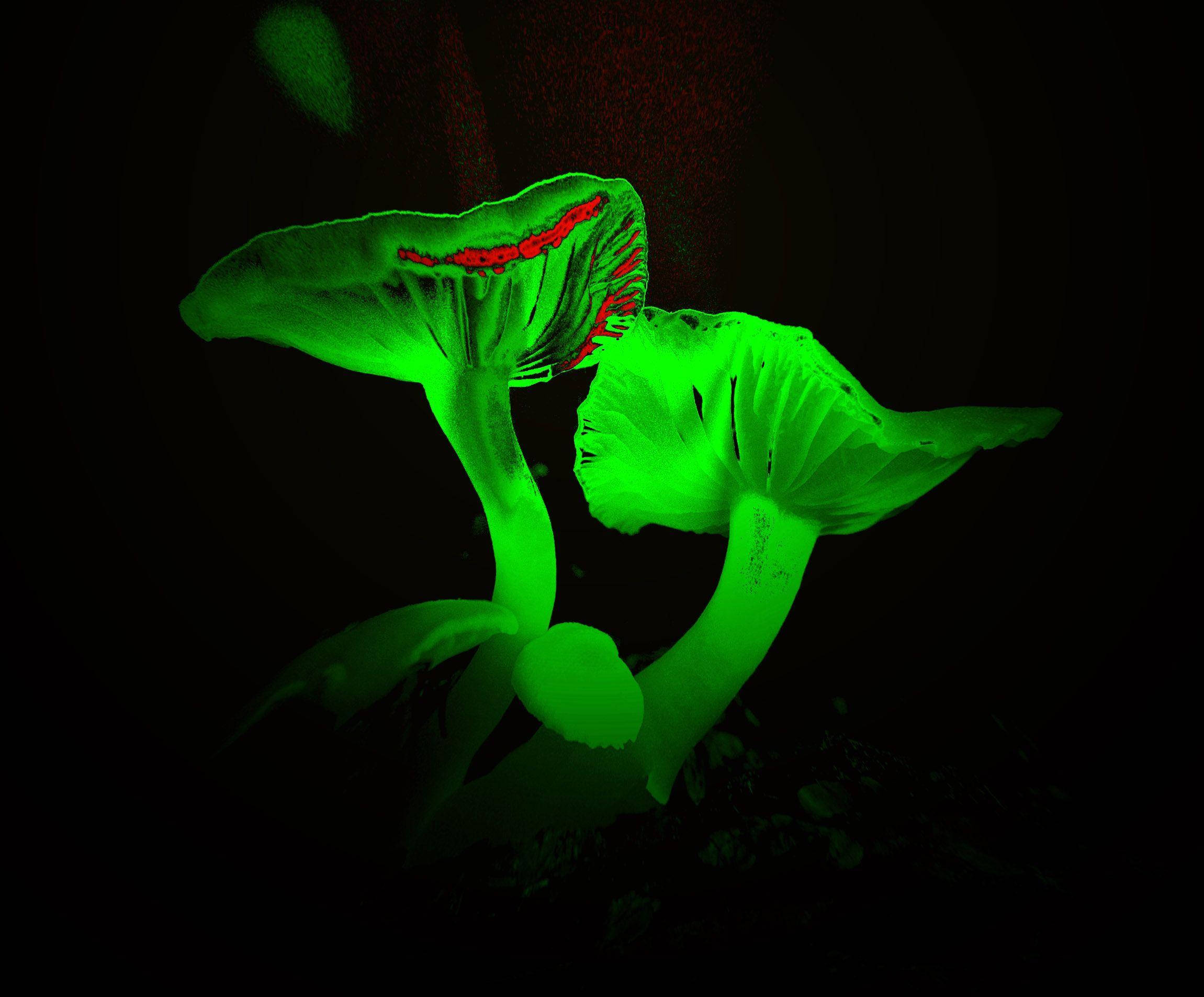 Neon Green Aesthetic 桌布 壁紙 — 兩顆發光的綠色蘑菇帶有紅色脈絡細節，在黑暗背景下的超現實生物發光森林場景中脫穎而出。