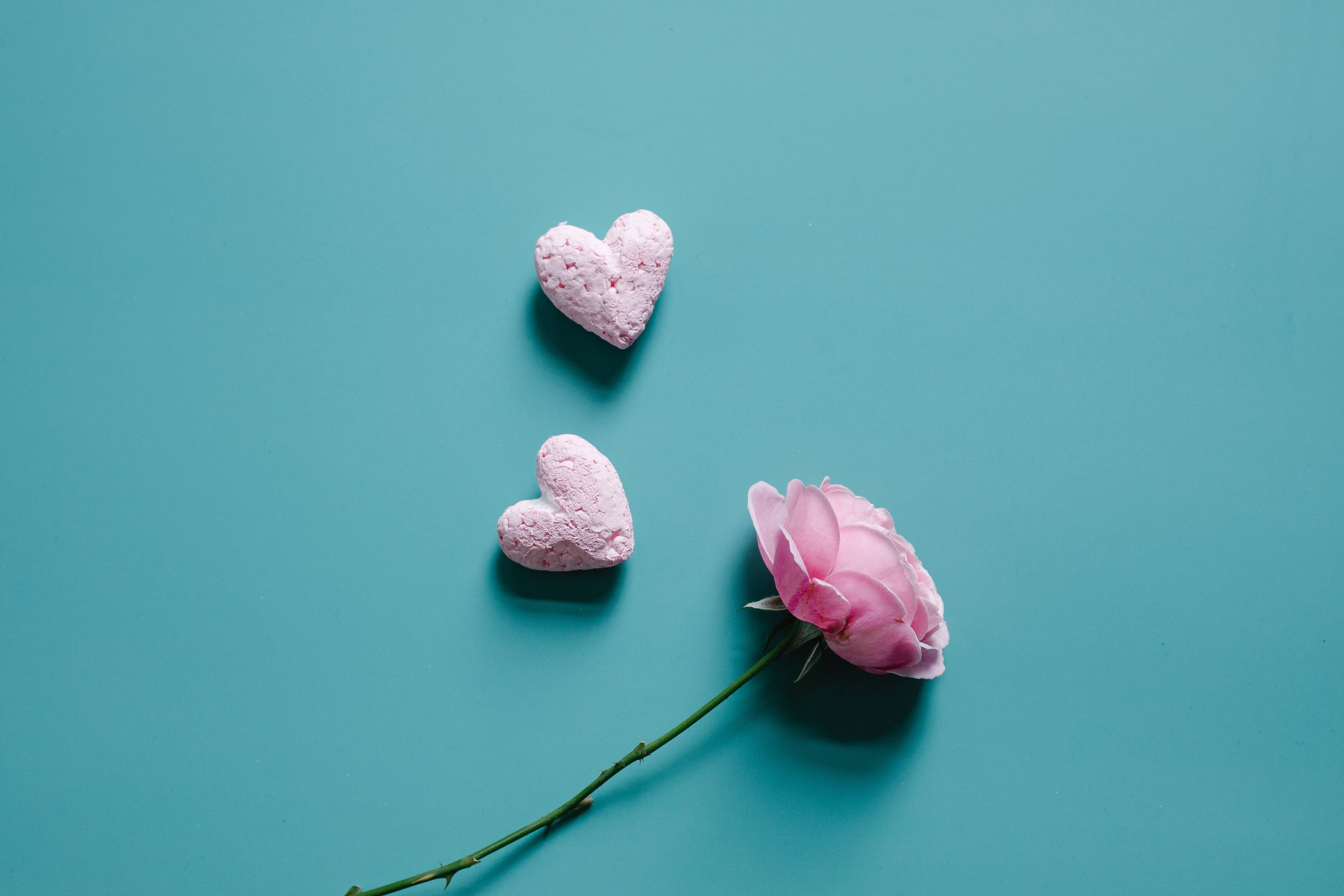 Pastel Pink Heart 桌布 壁紙 — 兩顆粉紅色心形糖果和一朵粉紅色玫瑰綻放在純青色背景上。