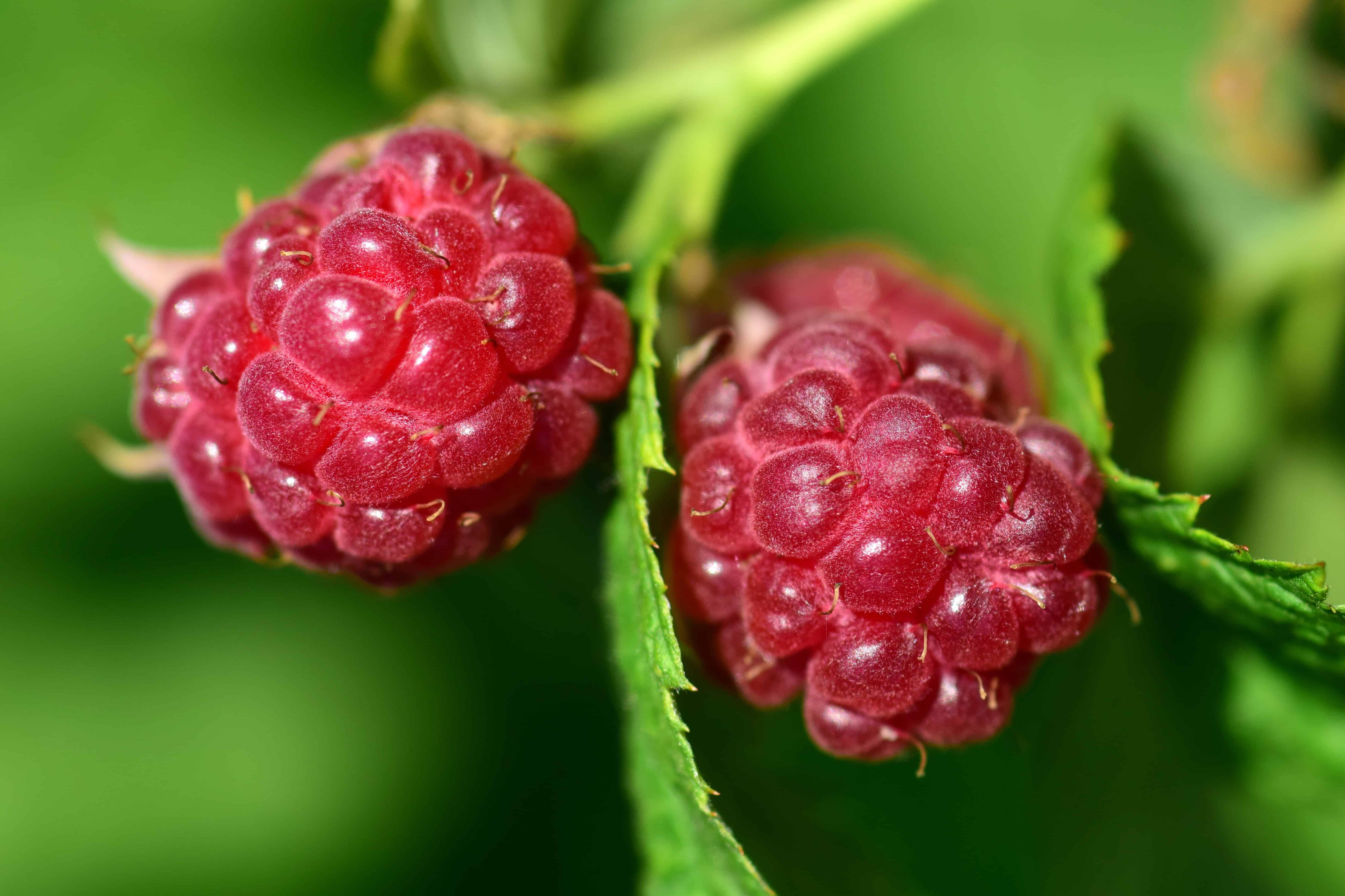 Fruit 桌布 壁紙 — 兩顆飽滿成熟的覆盆子在明亮的陽光下，於翠綠茂密的葉叢中閃爍著露珠。