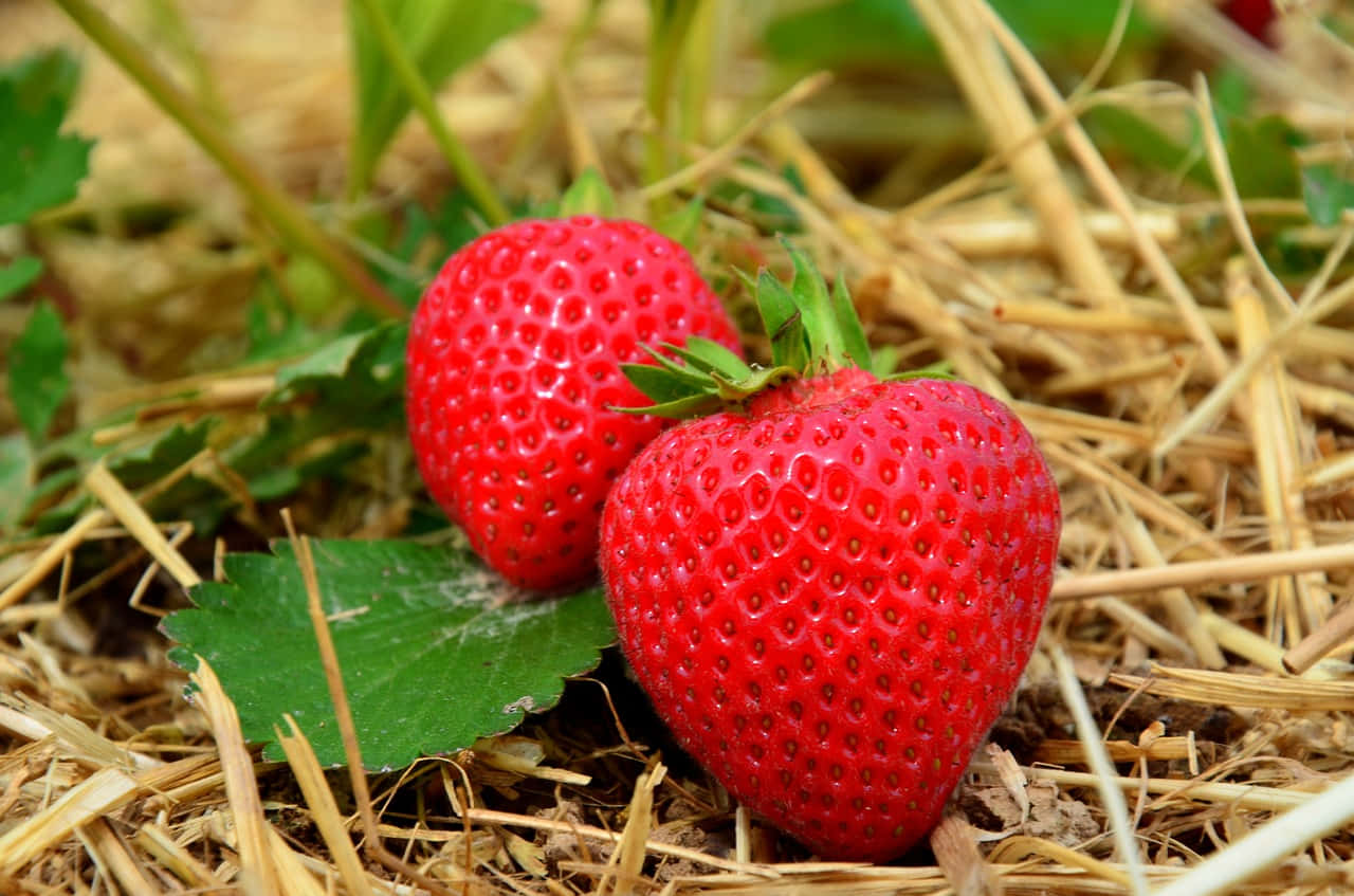 Strawberries 桌布 壁紙 — 兩顆飽滿的紅色草莓帶有綠色頂部，放在乾稻草和綠葉上。