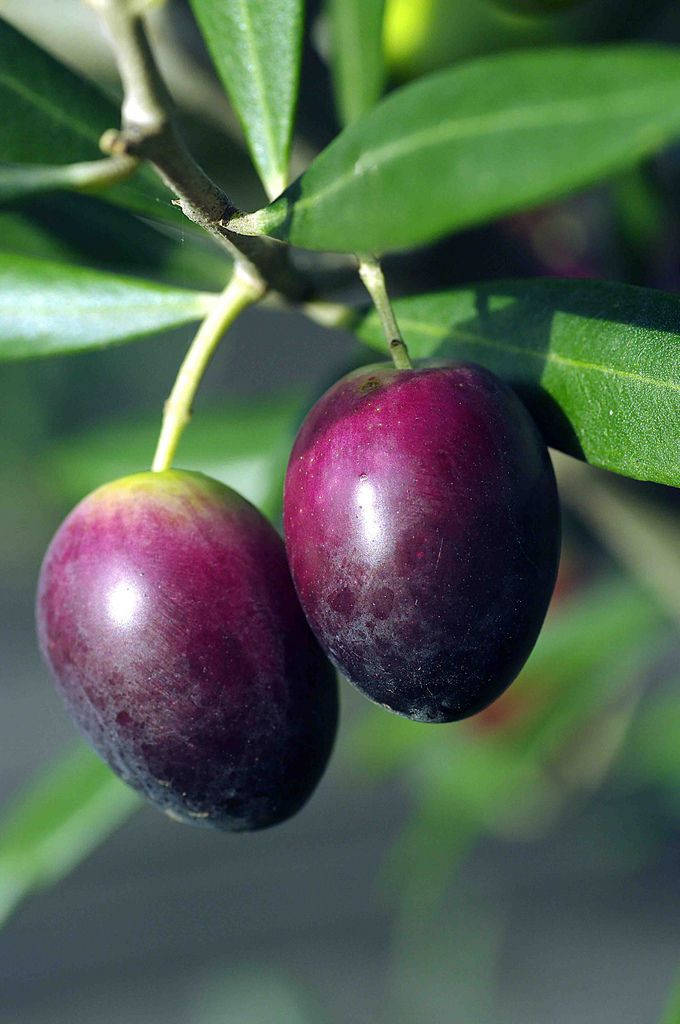 Fruit 桌布 壁紙 — 兩顆飽滿的紫色橄欖掛在帶有光澤綠葉的樹枝上，沐浴在明亮的陽光下。