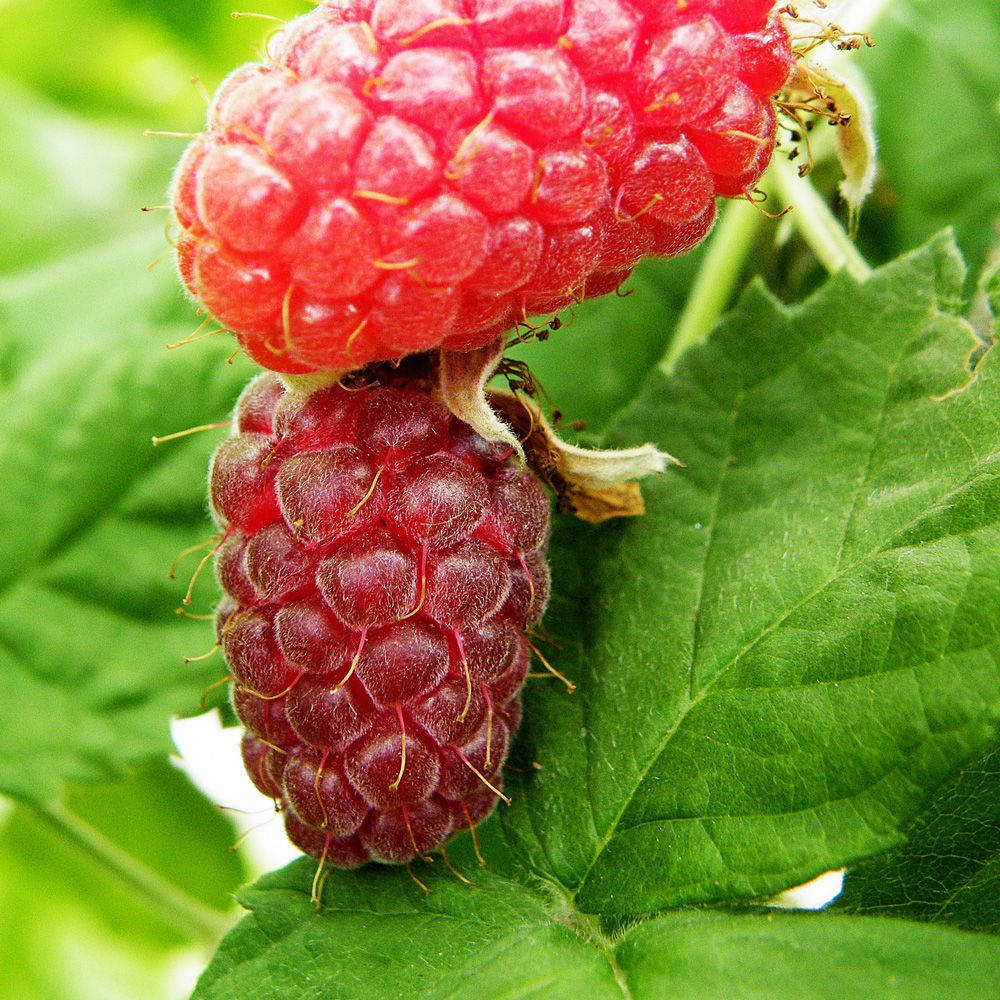 Berry 桌布 壁紙 — 兩顆飽滿的覆盆子，一顆亮紅色，一顆深酒紅色，成熟地掛在茂密的綠葉之間。