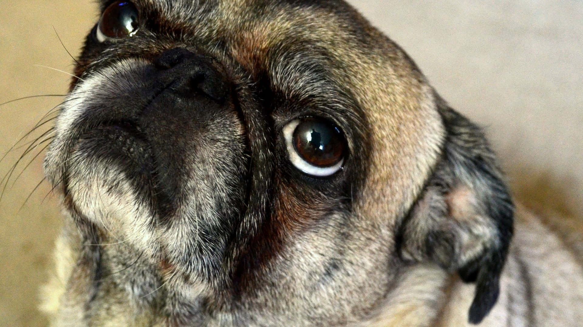 狗 桌布 壁紙 — 八哥犬臉部特寫，充滿靈魂的棕色眼睛和皺巴巴的口鼻部向上看。