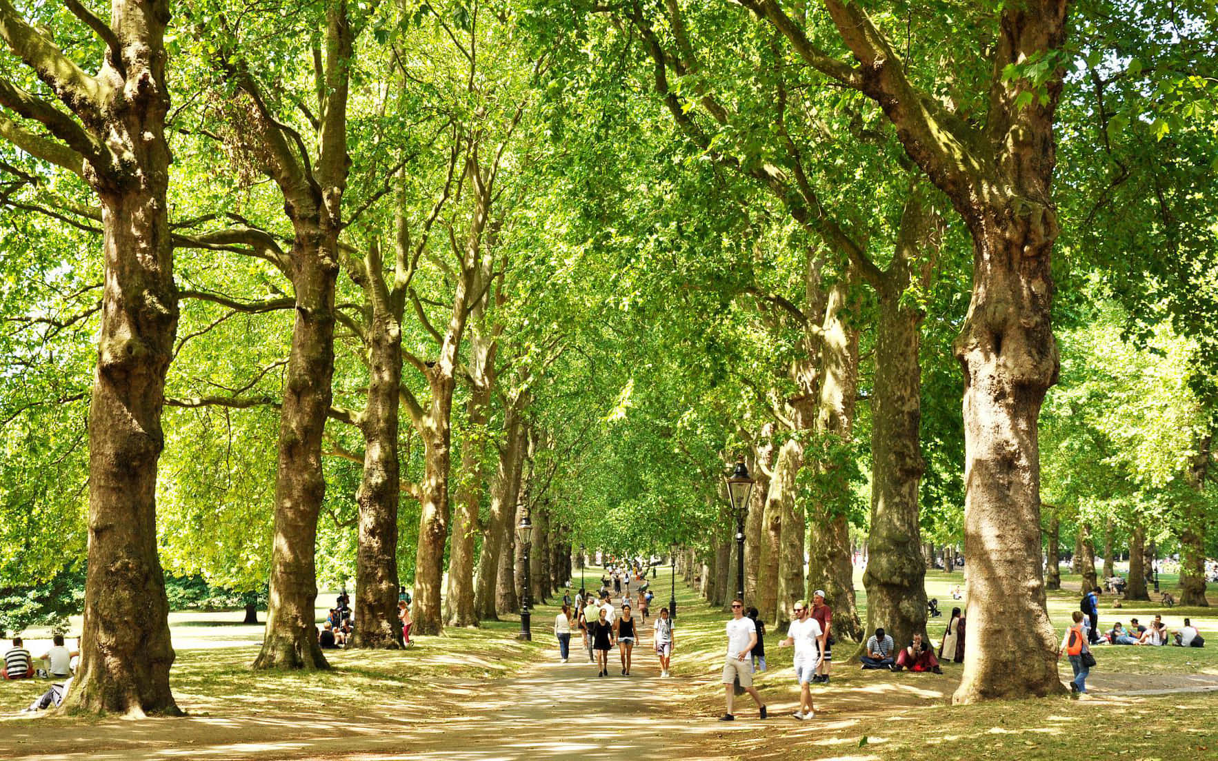 trees 桌布 壁紙 — 公園內一條陽光普照、綠樹成蔭的大道，人們在茂密的綠色樹冠下漫步和放鬆。