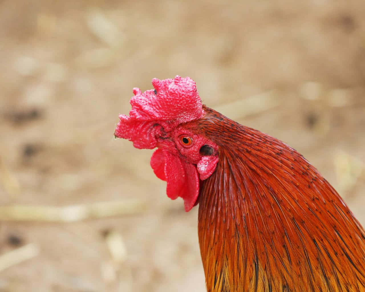 Chicken 桌布 壁紙 — 公雞近距離特寫，擁有鮮紅色雞冠和金棕色羽毛，背景為模糊的大地色調。