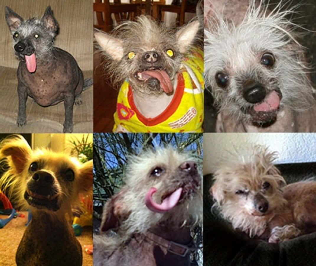 Dogs 桌布 壁紙 — 六張中國冠毛犬的特寫照片，身體無毛並有簇狀毛髮，有些穿著衣服，伸出舌頭，在各種室內和室外環境中。
