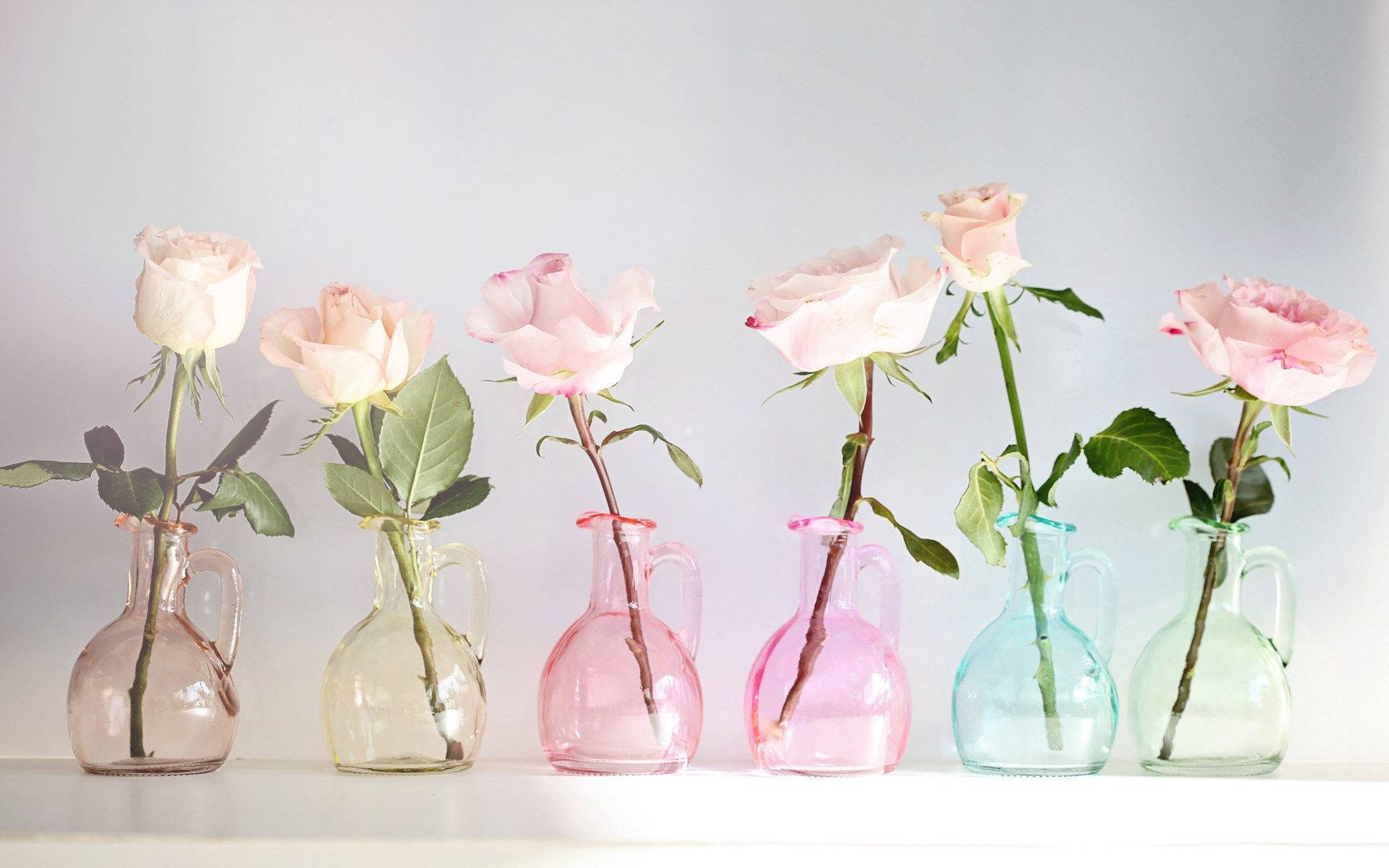 Flowers 桌布 壁紙 — 六朵粉紅玫瑰放在彩色玻璃花瓶裡，在白色架子上排成一排，背景是柔和的灰色。