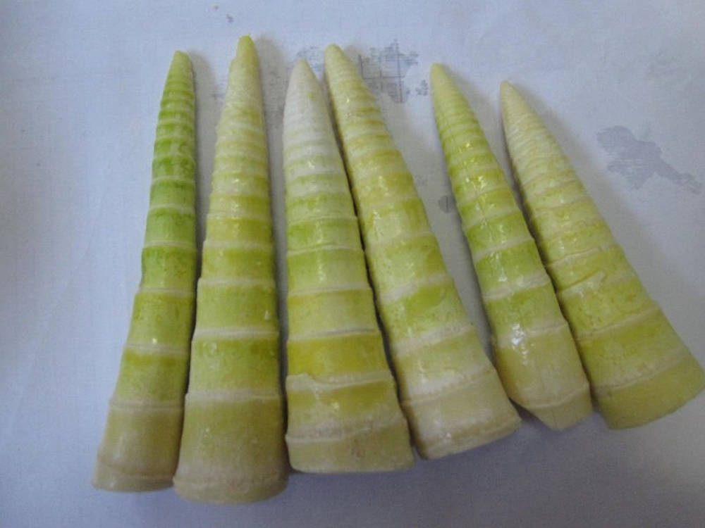 Healthy Food 桌布 壁紙 — 六根新鮮淡綠色竹筍，帶有脊狀紋理，整齊排列在純白色表面上。