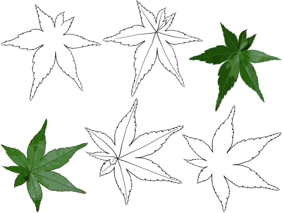 Daun 桌布 壁紙 — 六片楓葉以白色線條藝術和綠色漂浮在純黑色背景上。