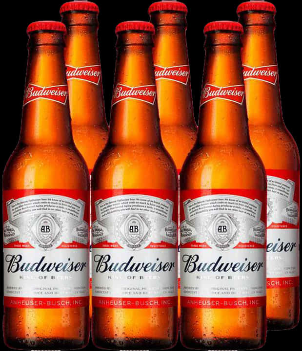 Beer 桌布 壁紙 — 六瓶冰凍的百威啤酒瓶，帶有冷凝水珠，在純黑背景下閃閃發光。