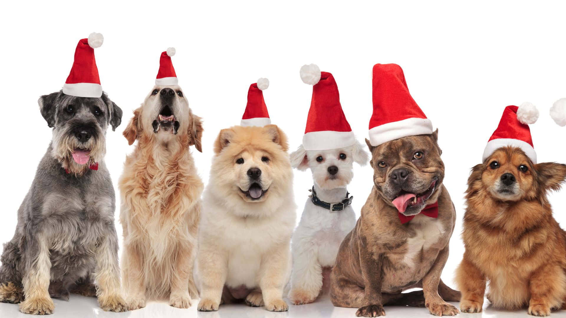 Dogs 桌布 壁紙 — 六隻不同的狗戴著紅色聖誕帽，愉快地坐在白色背景前。