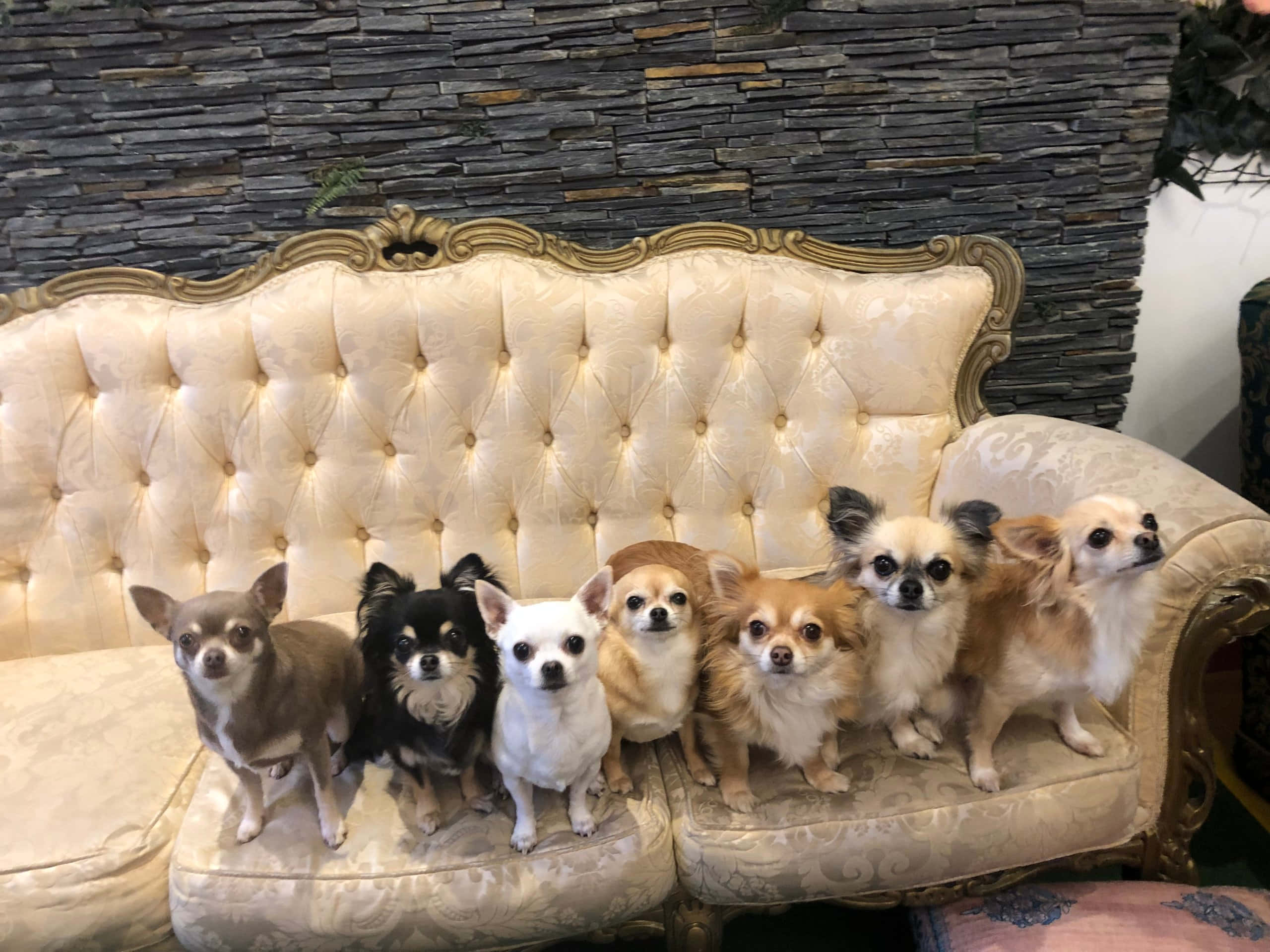 Chihuahua 桌布 壁紙 — 六隻不同顏色的吉娃娃專注地坐在一張奶油色簇絨沙發上，背景是深色石牆。