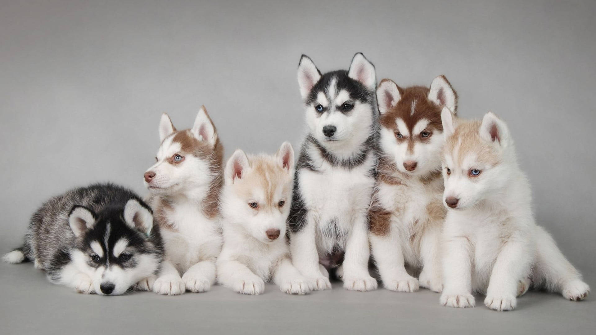 Dogs 桌布 壁紙 — 六隻可愛的哈士奇幼犬，擁有引人注目的藍色眼睛和蓬鬆的毛髮，在純灰色工作室背景前一起擺姿勢。