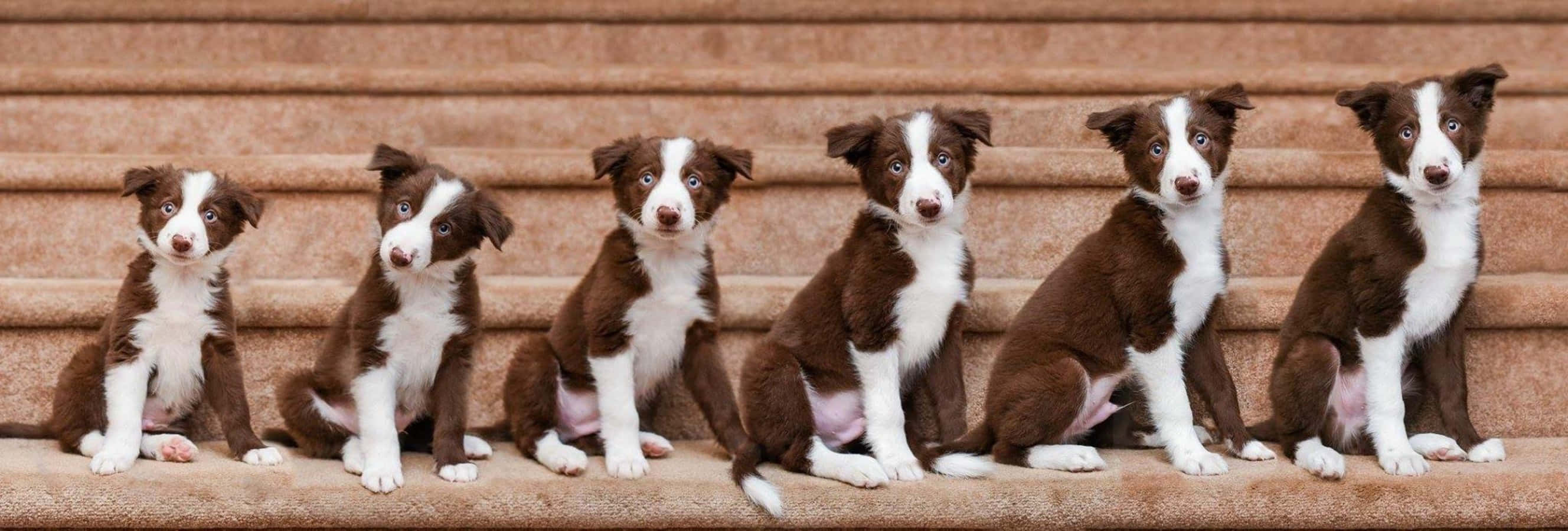border collie 桌布 壁紙 — 六隻可愛的棕白色邊境牧羊犬幼犬排成一排坐在石階上，好奇地看著相機。