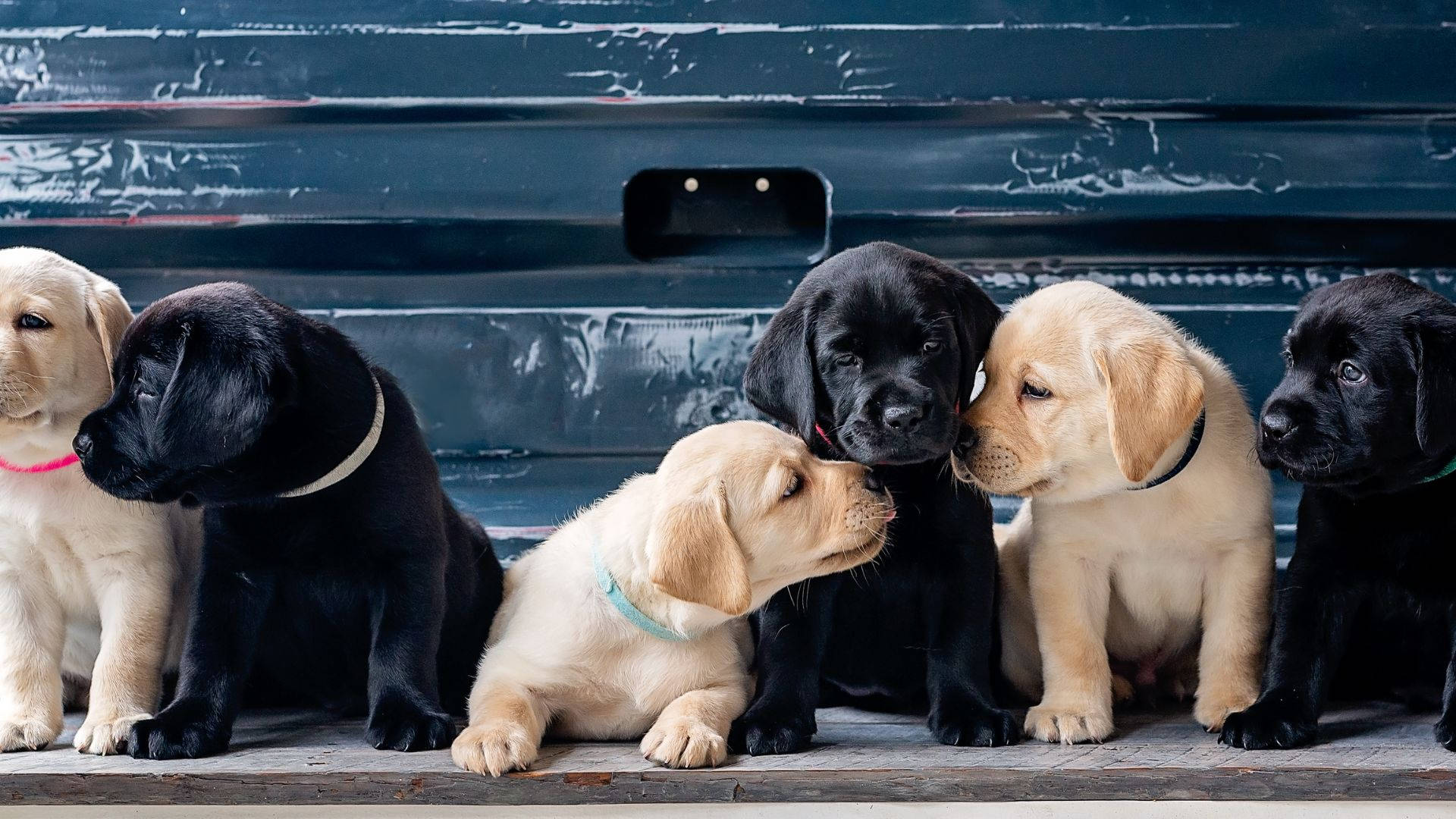 Puppies 桌布 壁紙 — 六隻可愛的黑色和黃色拉布拉多幼犬一起坐在風化的木質表面上，背景是深藍色的金屬。