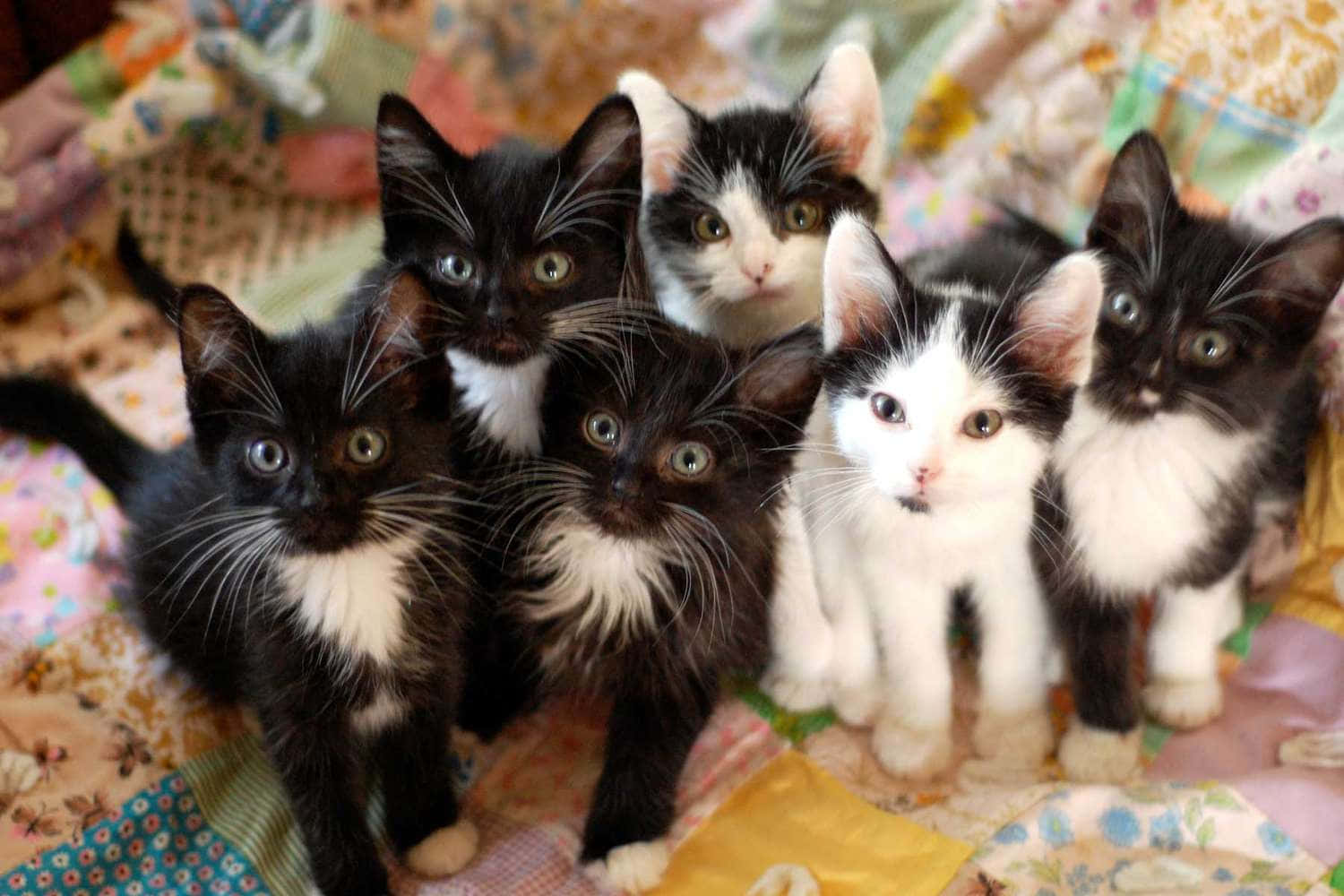kittens 桌布 壁紙 — 六隻好奇的黑白小貓，睜大眼睛，從色彩繽紛的拼布被子上直視鏡頭。