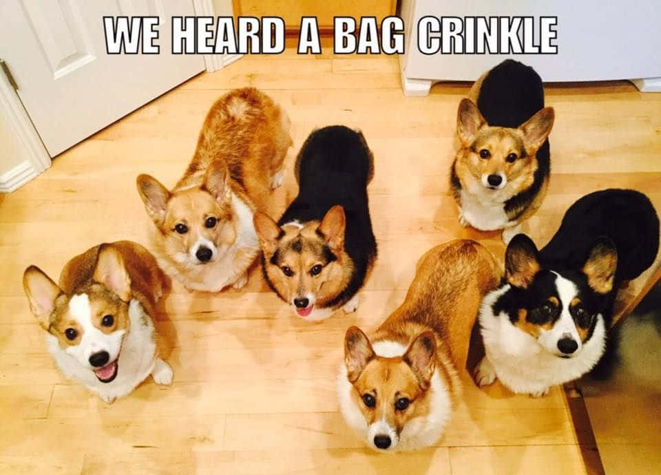 柯基 桌布 壁紙 — 六隻柯基犬在硬木地板上圍成一個圈，抬頭用渴望的表情凝視，彷彿對塑膠袋的沙沙聲作出反應。