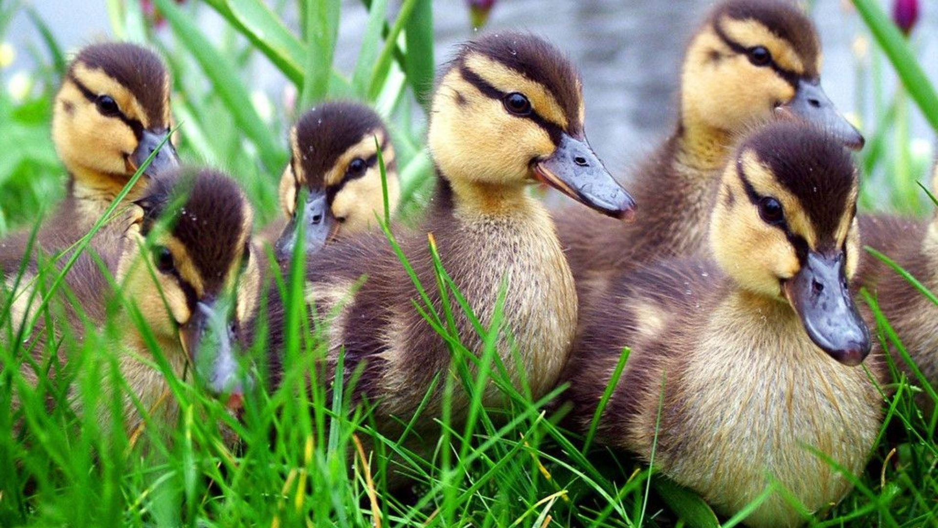 Baby Duck 桌布 壁紙 — 六隻毛茸茸的小鴨，有棕色和黃色的羽毛，在水邊的翠綠草叢中探出頭來。