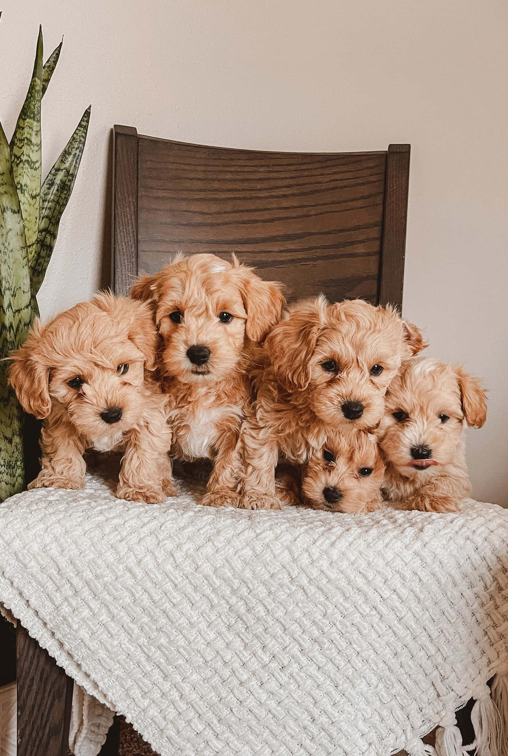 Puppies 桌布 壁紙 — 六隻毛茸茸的杏色小狗擠在一起，躺在一張白色針織毯上，毯子放在木椅上，旁邊有一棵蛇植物。