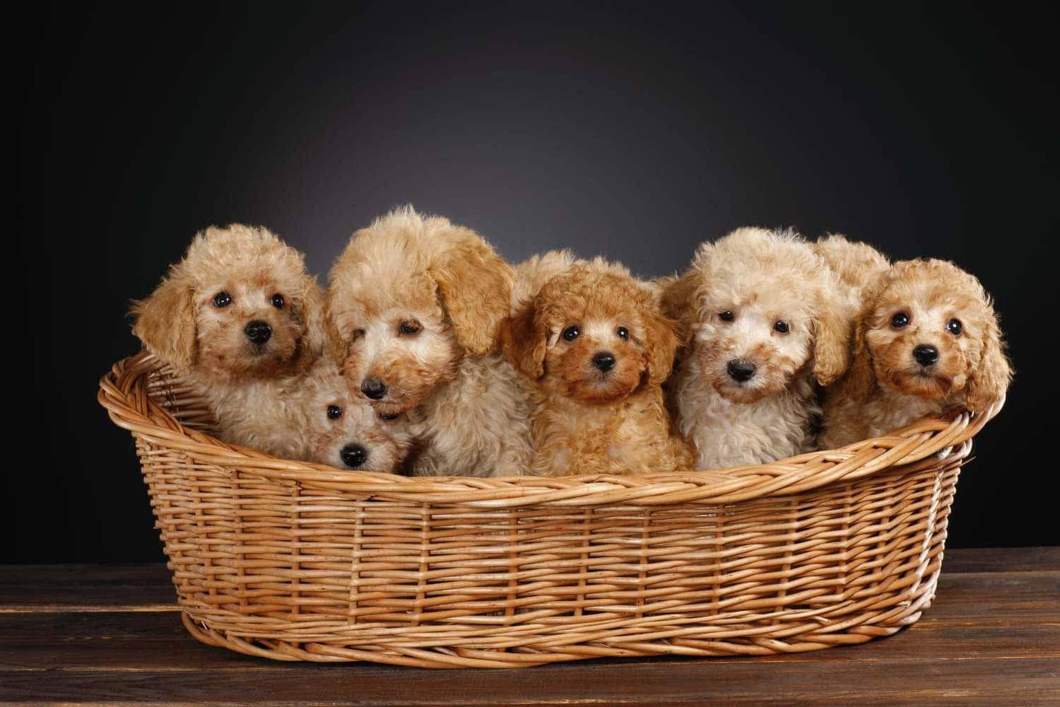 狗 桌布 壁紙 — 六隻毛茸茸的杏色貴賓犬幼犬在深色背景下依偎在編織柳條籃中。