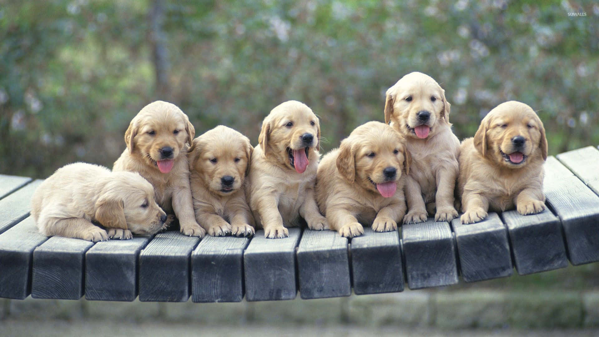 golden retriever puppy 桌布 壁紙 — 六隻毛茸茸的金毛尋回犬幼犬坐在和躺在一張風化的木長椅上，背景是柔焦的戶外環境。