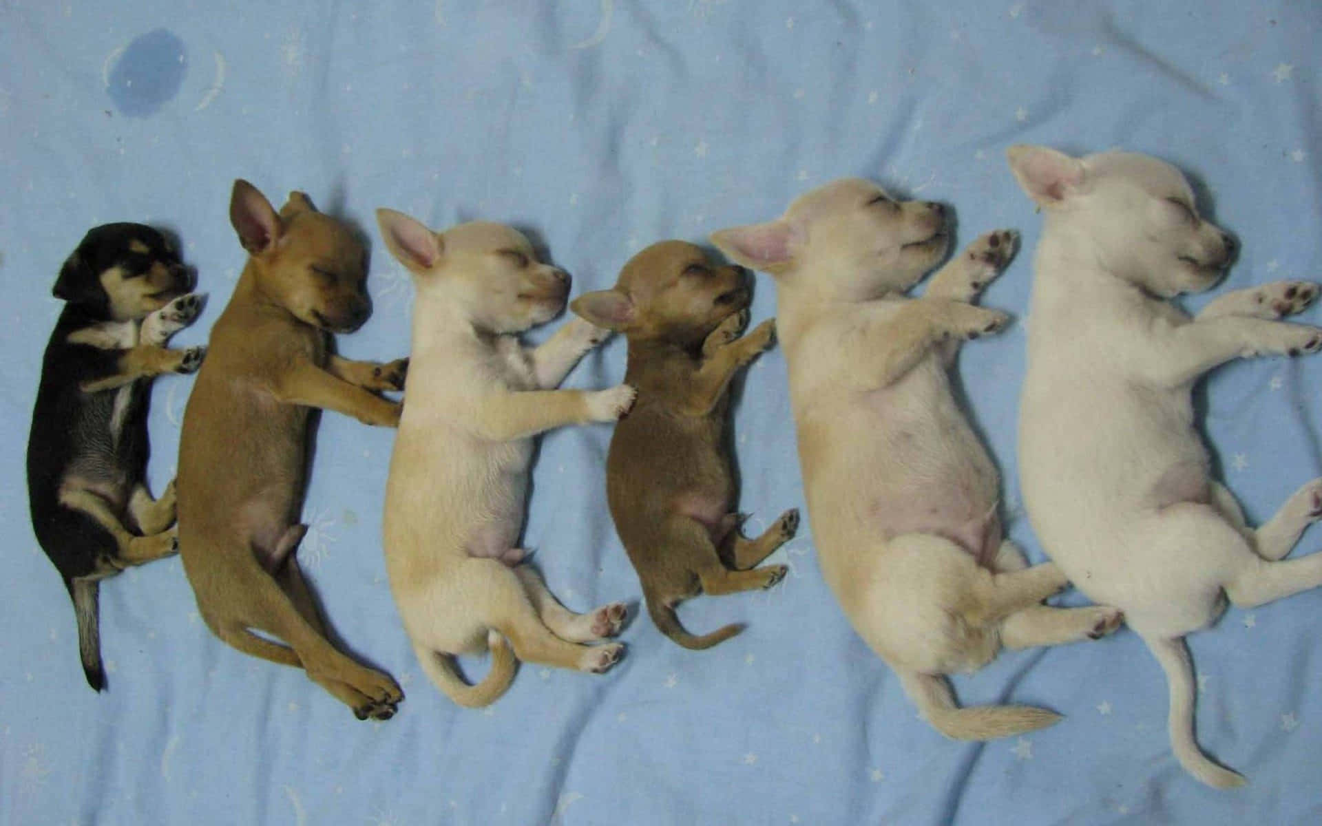 Chihuahua 桌布 壁紙 — 六隻睡覺中的吉娃娃幼犬排成一排，躺在藍色星星圖案的毯子上，全部肚皮朝天，爪子向上。