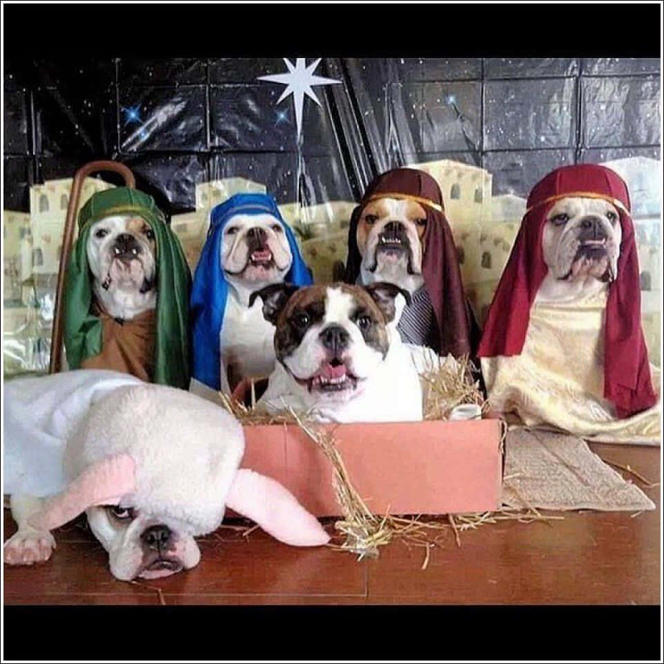 搞笑 桌布 壁紙 — 六隻鬥牛犬打扮成耶穌誕生場景人物，在一個帶有星星和乾草的手工場景中擺姿勢。