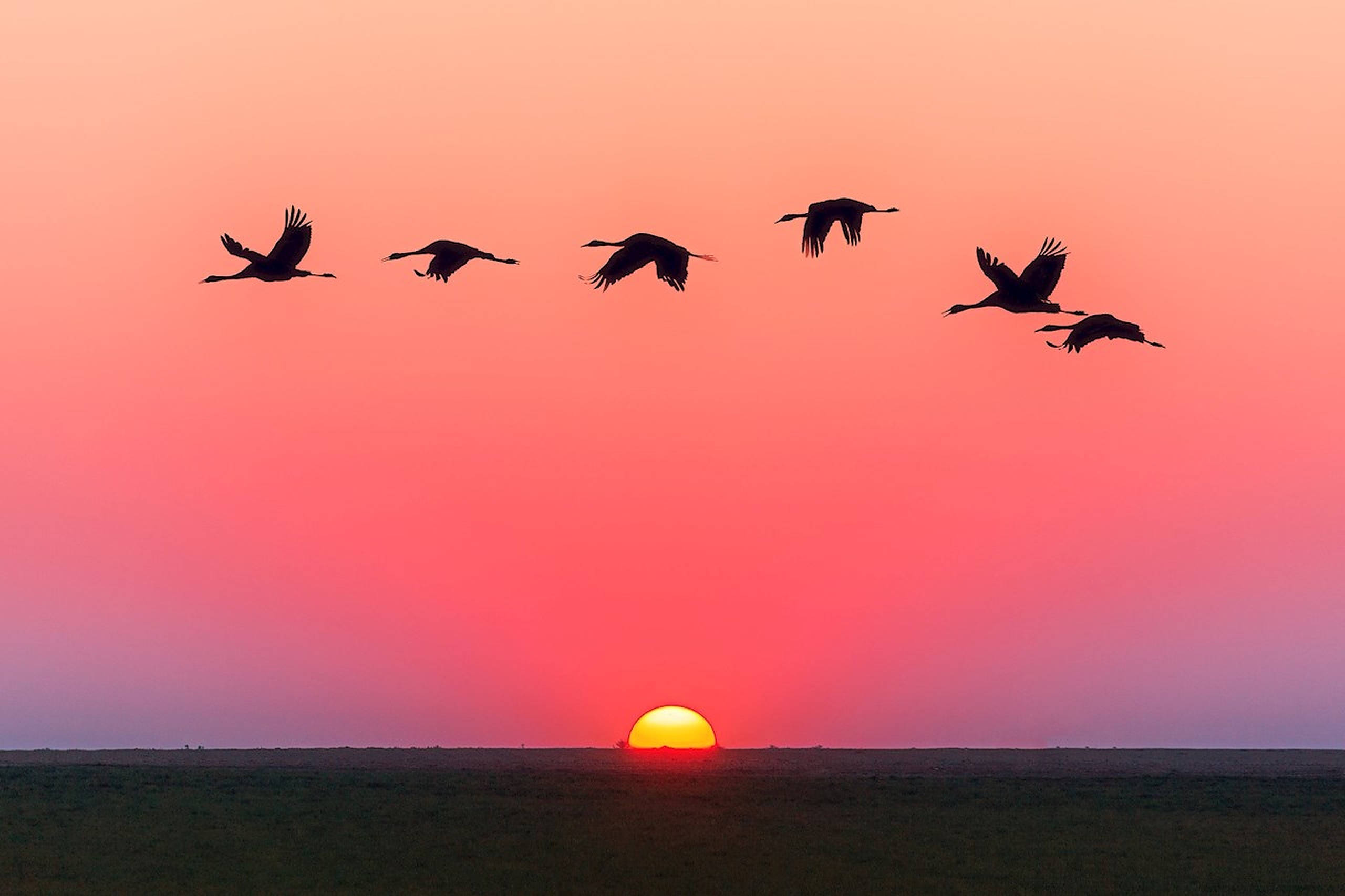 夕陽天空 桌布 壁紙 — 六隻鶴在平坦的地平線上以V字形翱翔，背景是火熱的粉紅色和橙色日落。